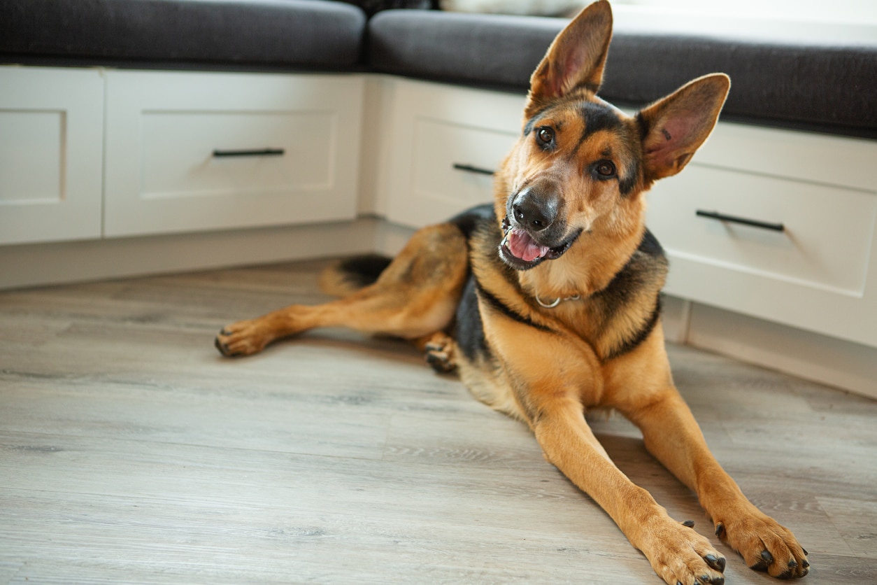 german shepherd lying on a kitchen floor, tilting his head at the camera