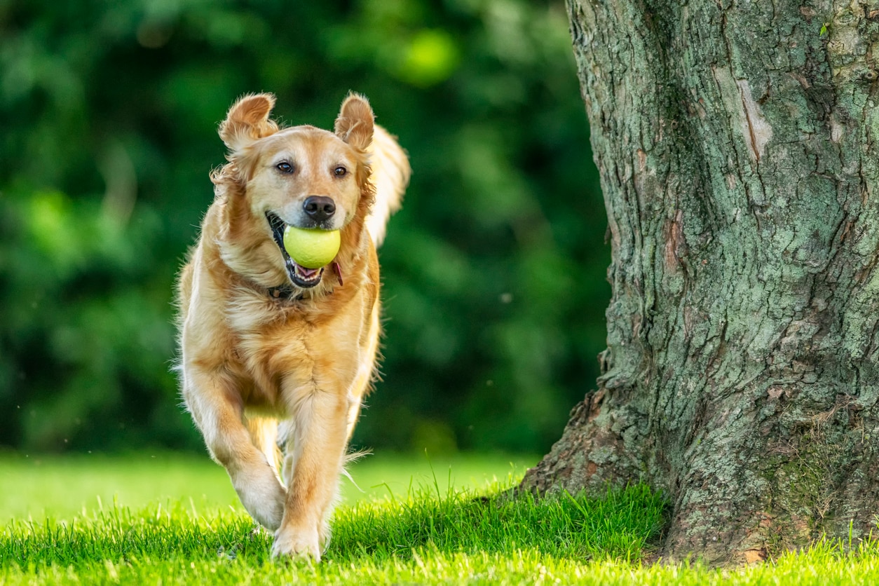 一只金毛猎犬嘴里叼着网球在公园里奔跑