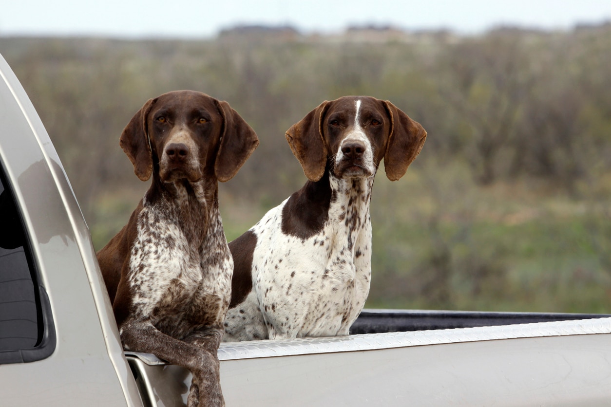 two brown and white flecked german shorthaired pointers standing in a truck bed