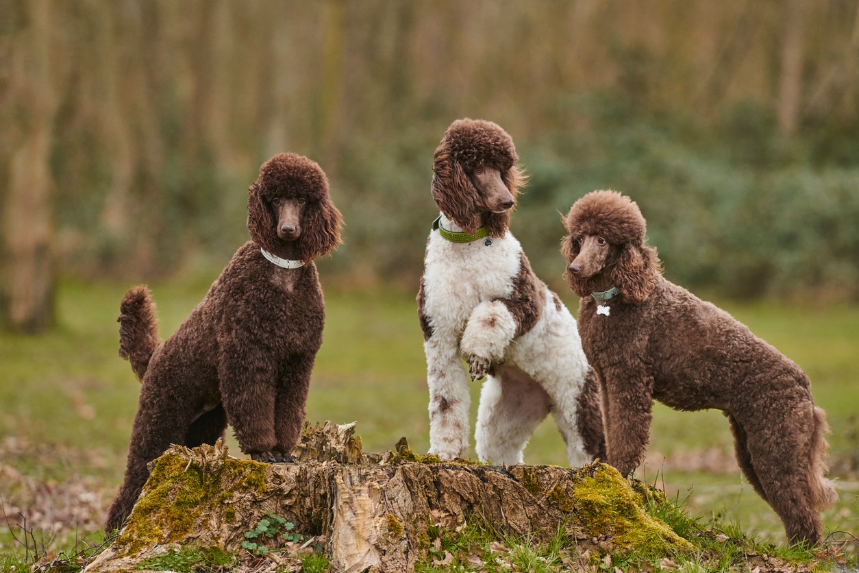 three brown and white standard poodles standing outside