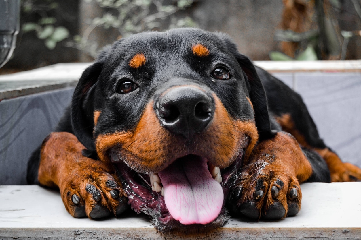 close-up of a big brown and black rottweiler head