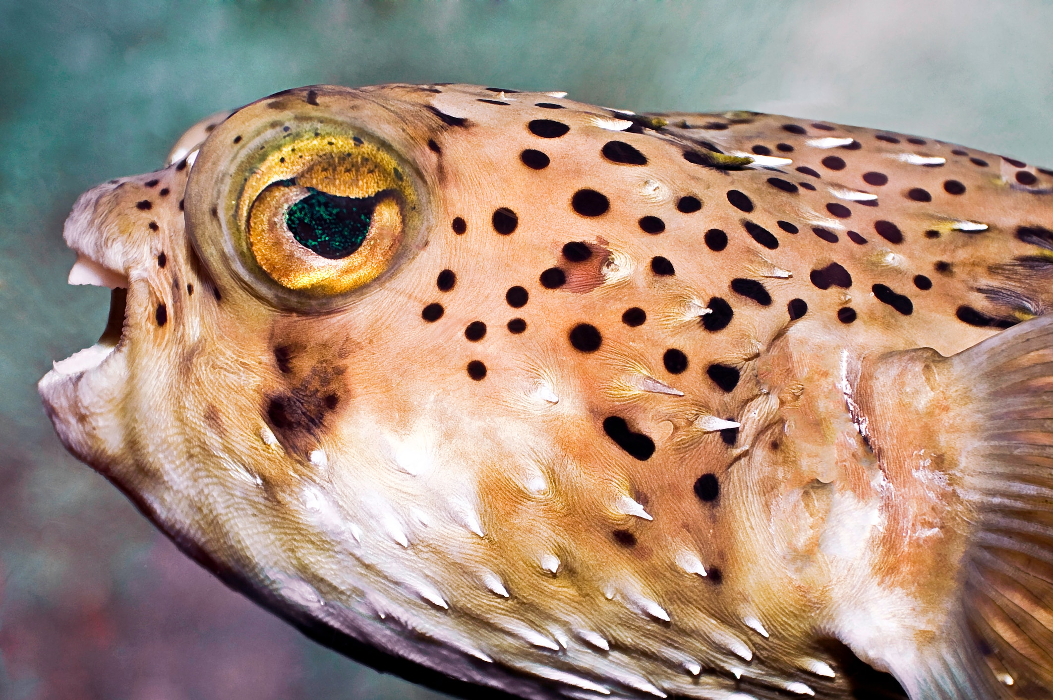 Porcupine puffer fish