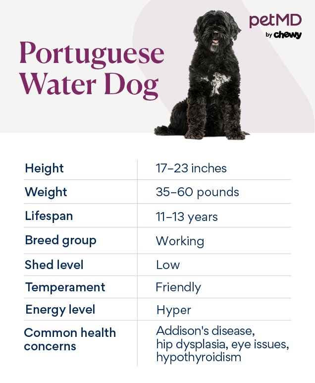 chart depicting a Portuguese Water Dog's breed characteristics