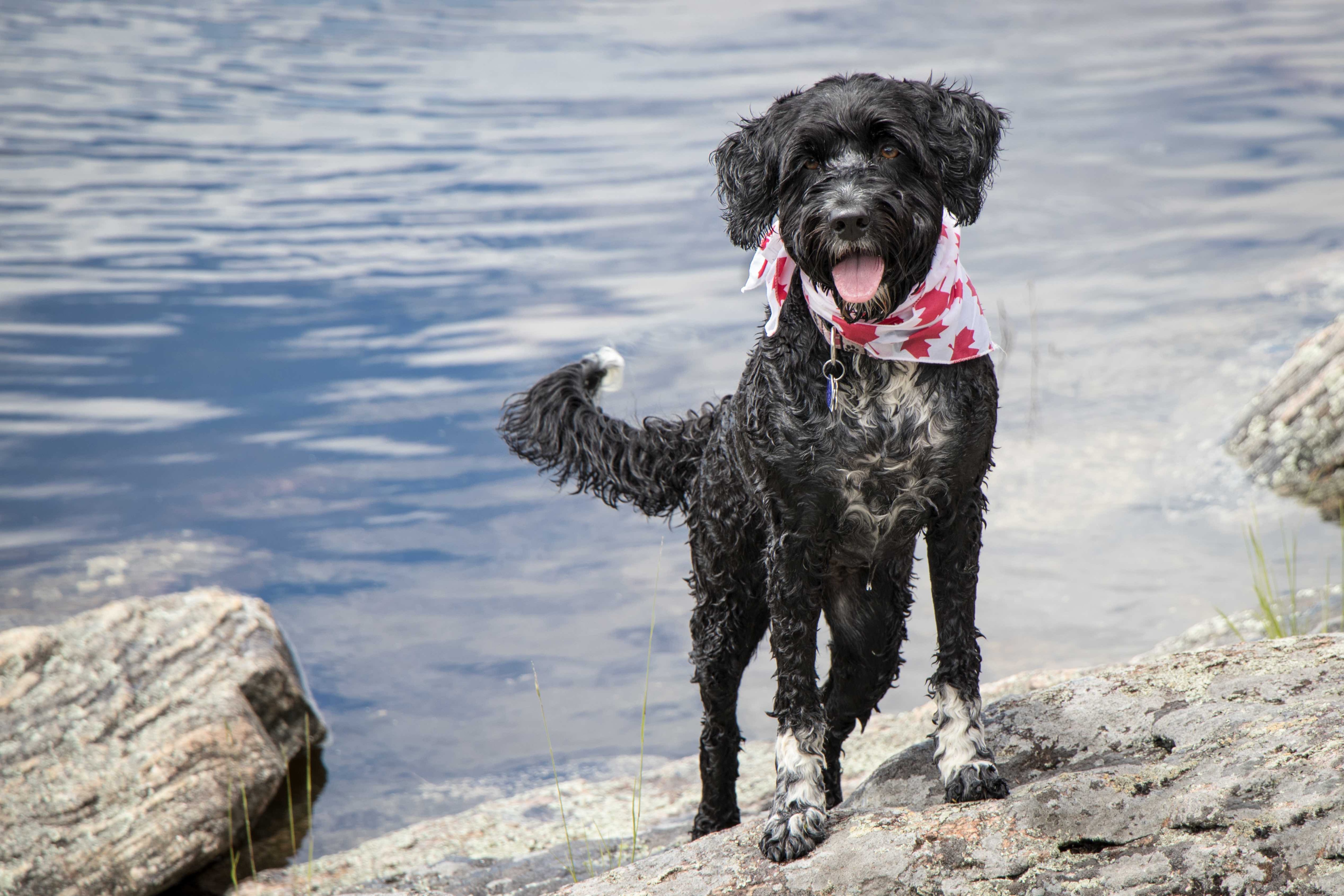 What dogs love store water