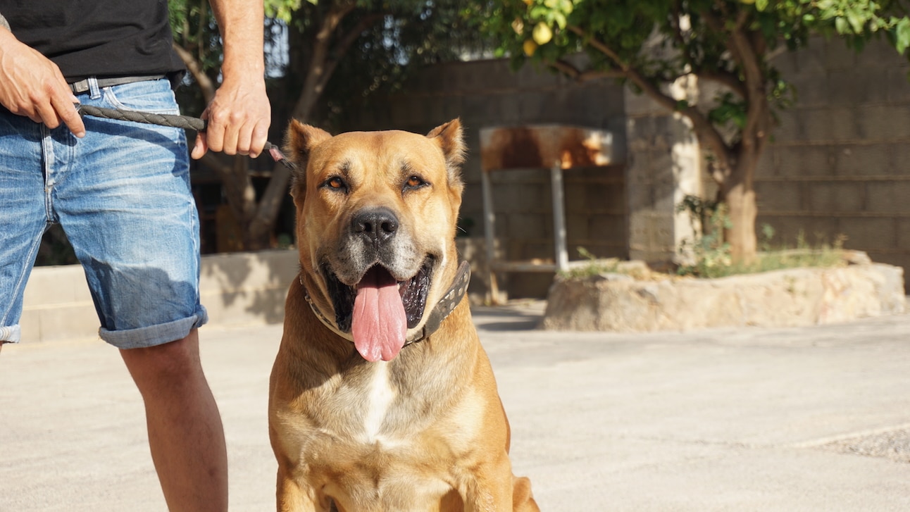 a tan presa canario dog sitting on a leash 