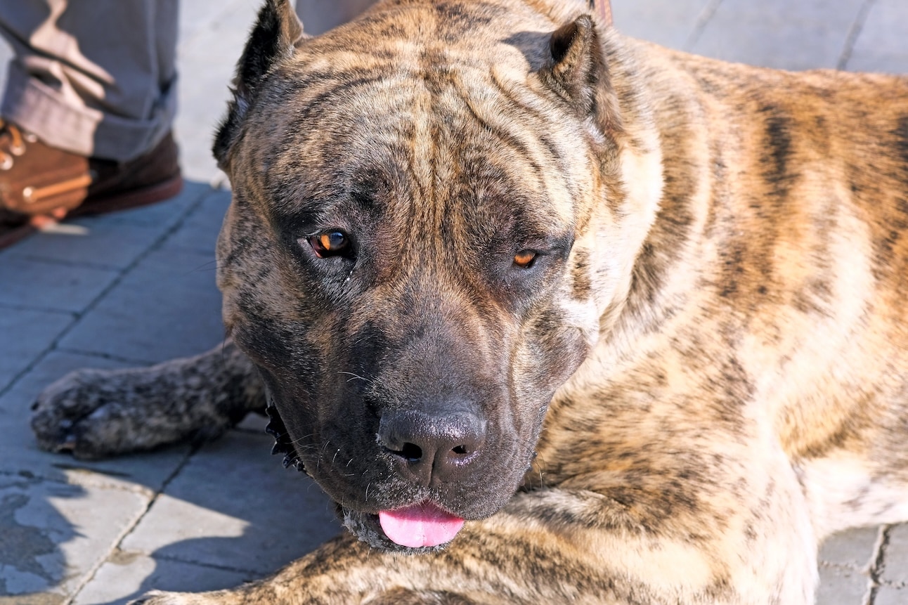 close-up of a brindle presa canario's face