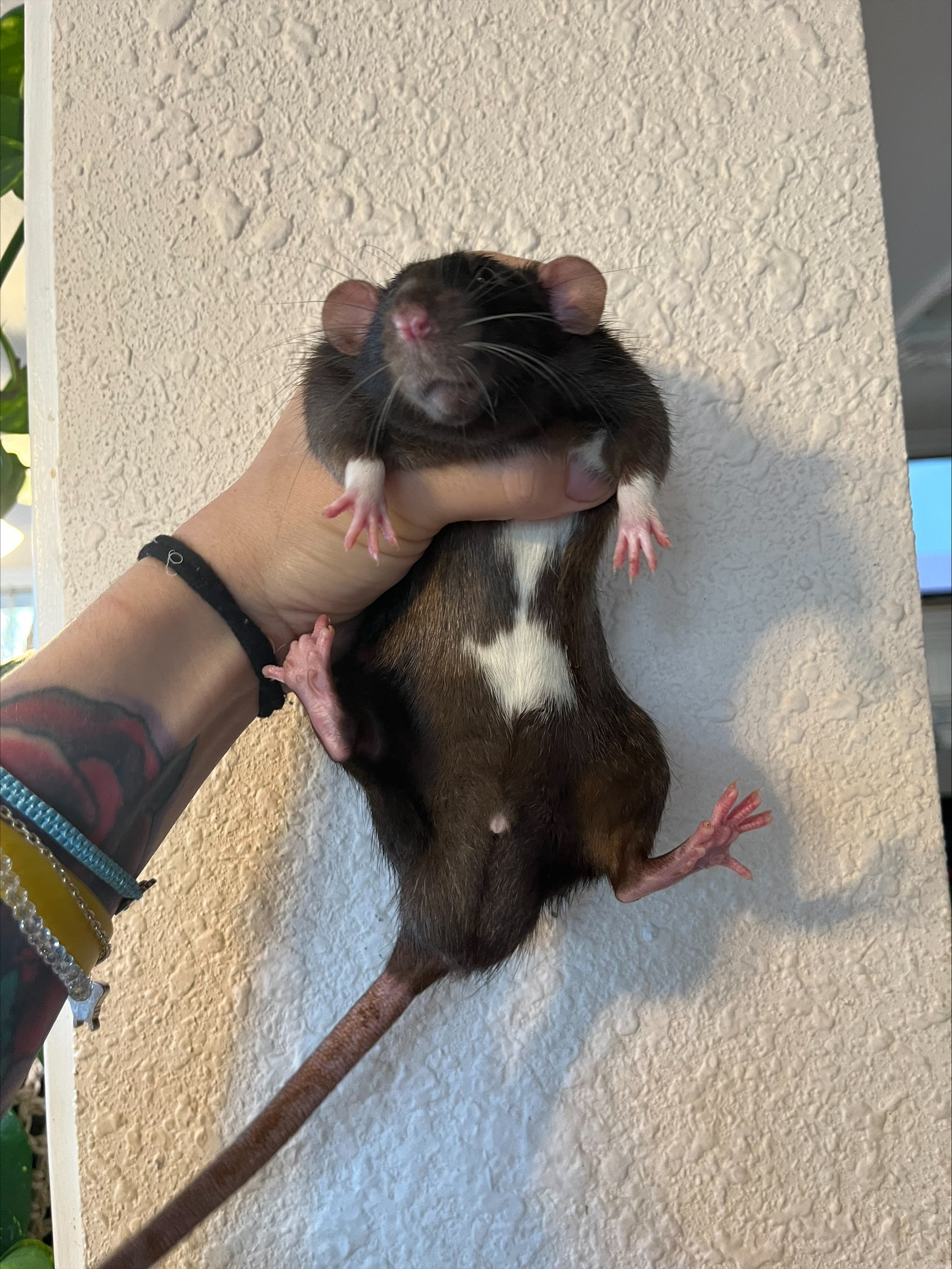 Male rat anatomy