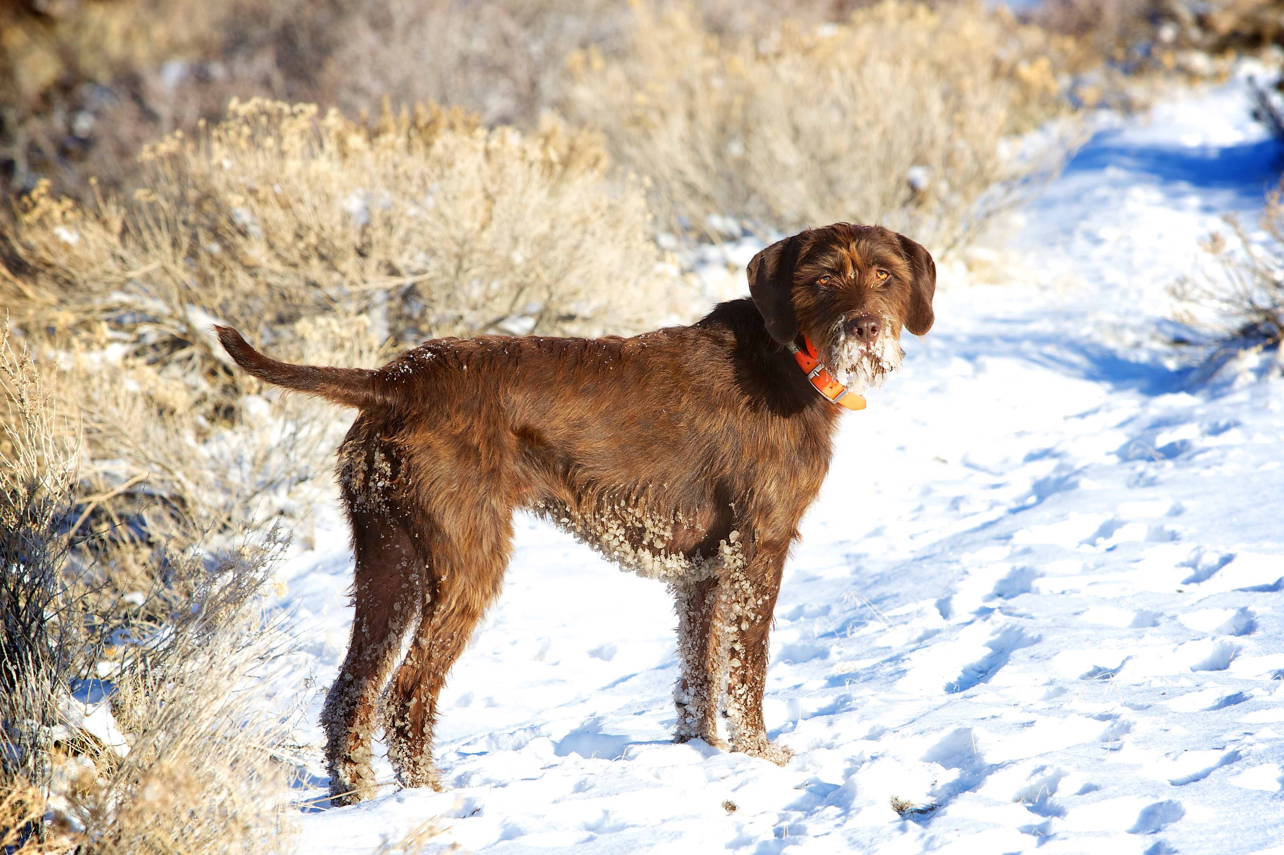 brown pudelpointer standing in snow with snow all over his face