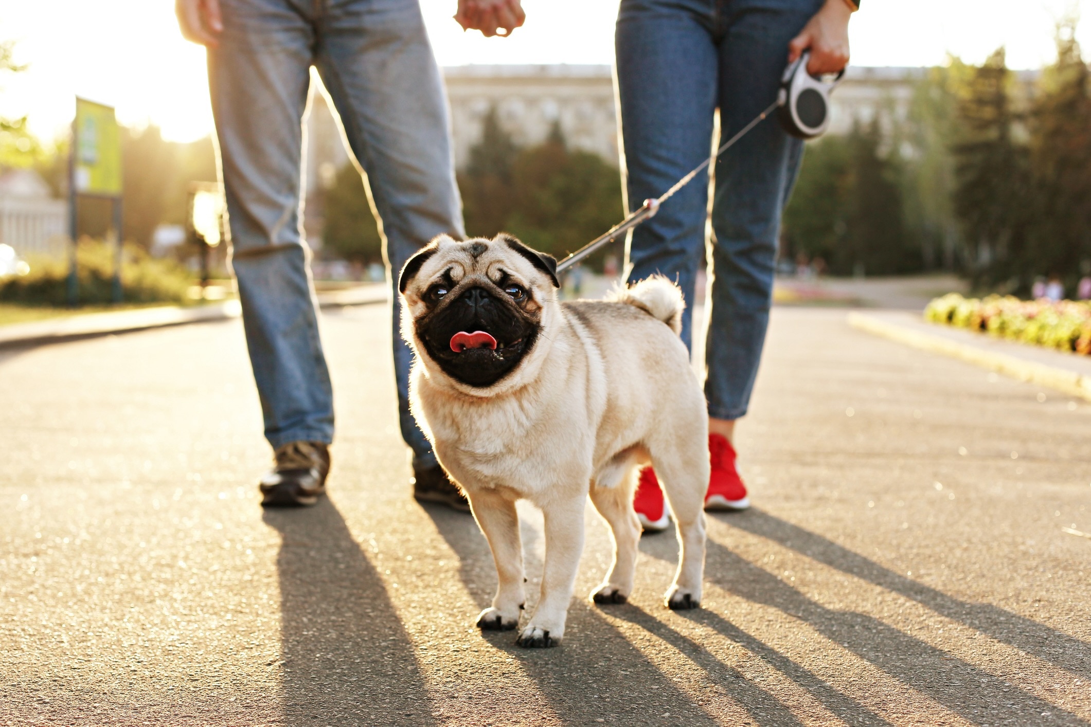 pug on a leash in front of two humans