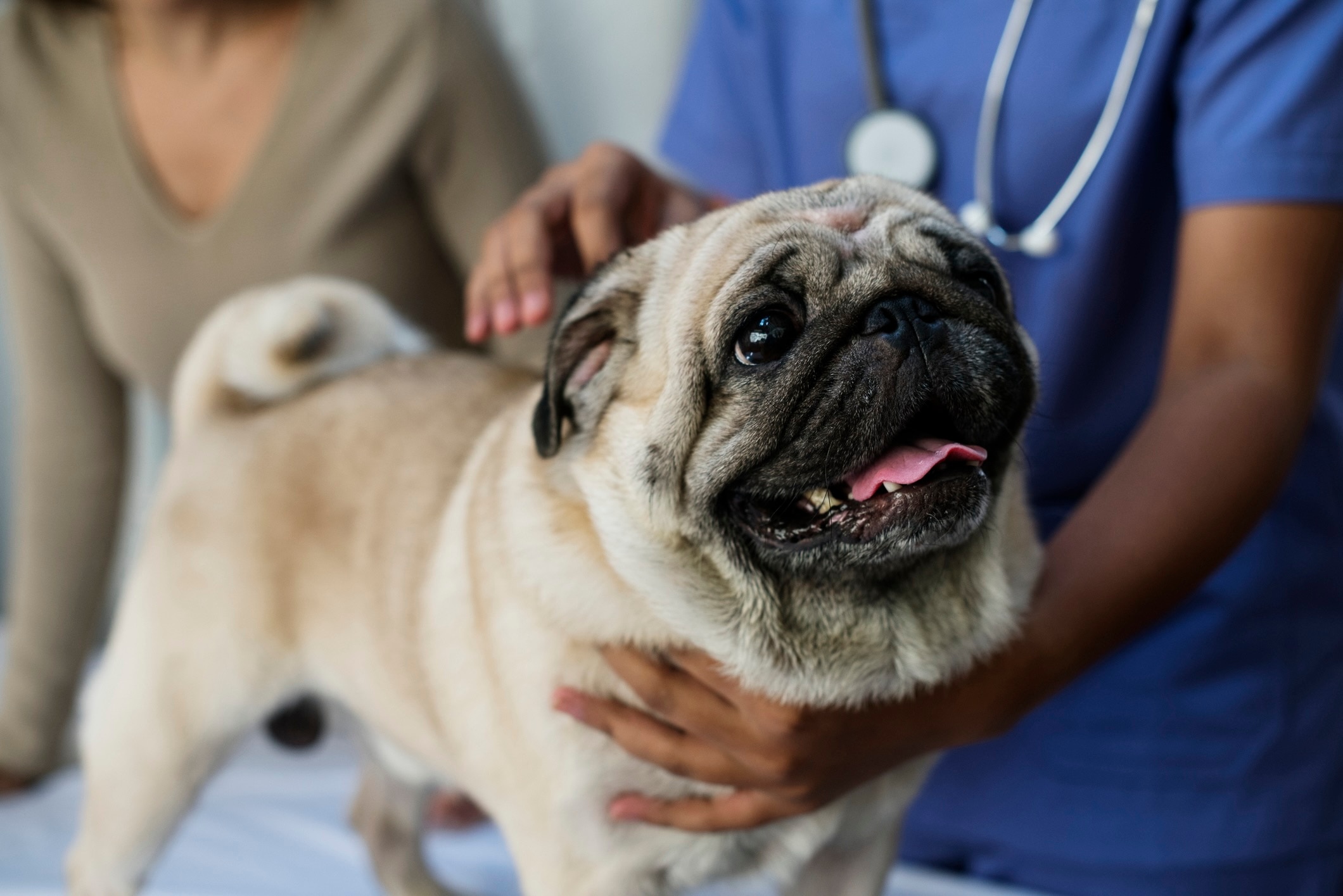 pug being examined at the vet