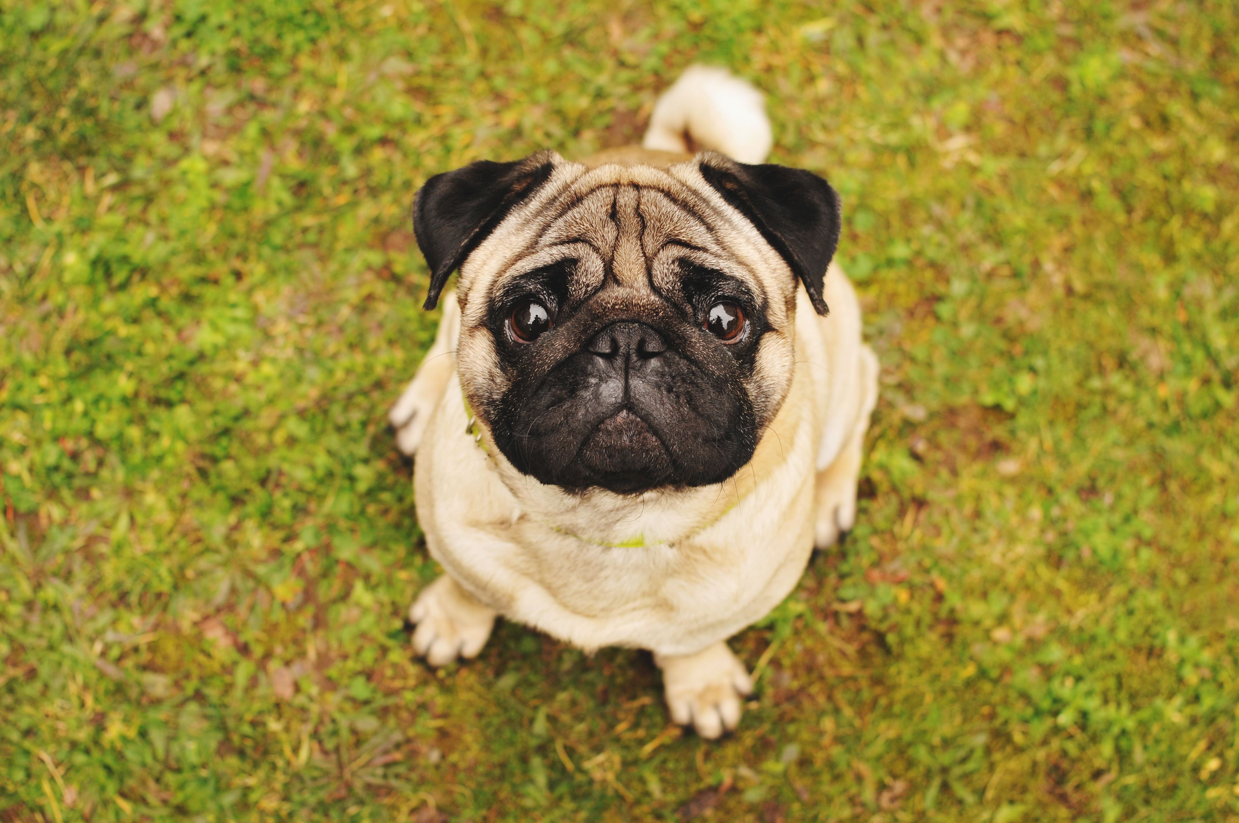fawn pug sitting in grass and looking straight up at the camera