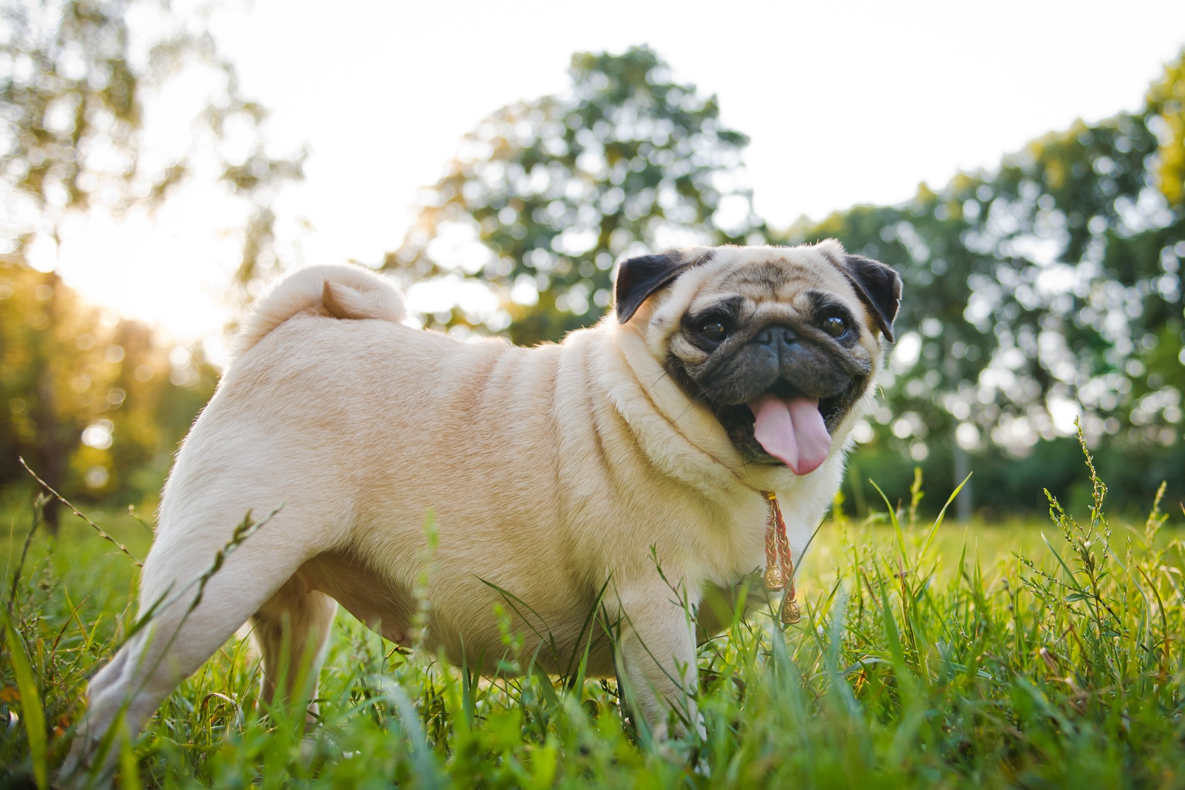fat pug standing in grass