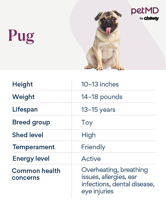 Pug Dog Breed Health and Care PetMD