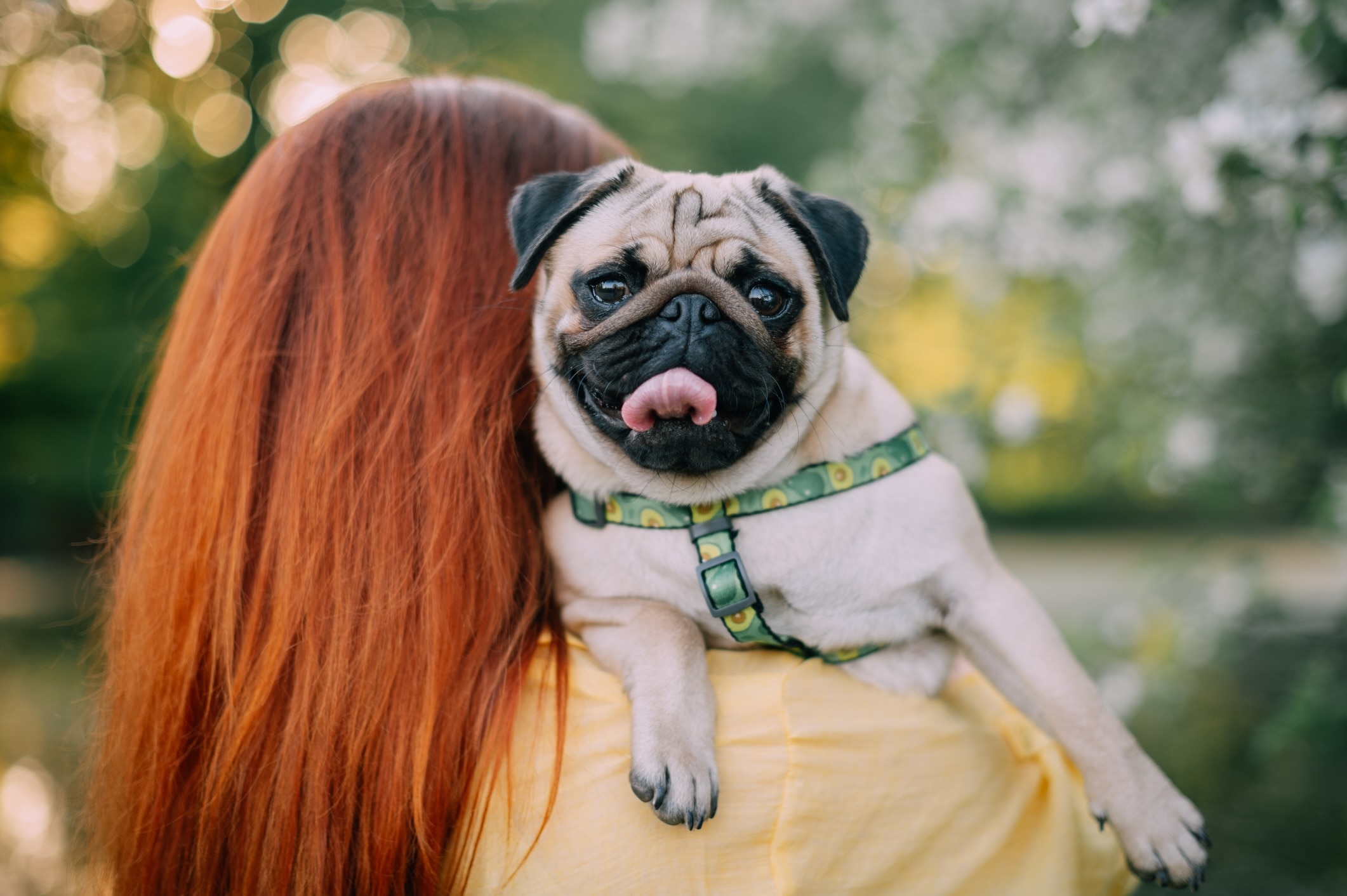 A woman holding a Pug dog over her shoulder.
