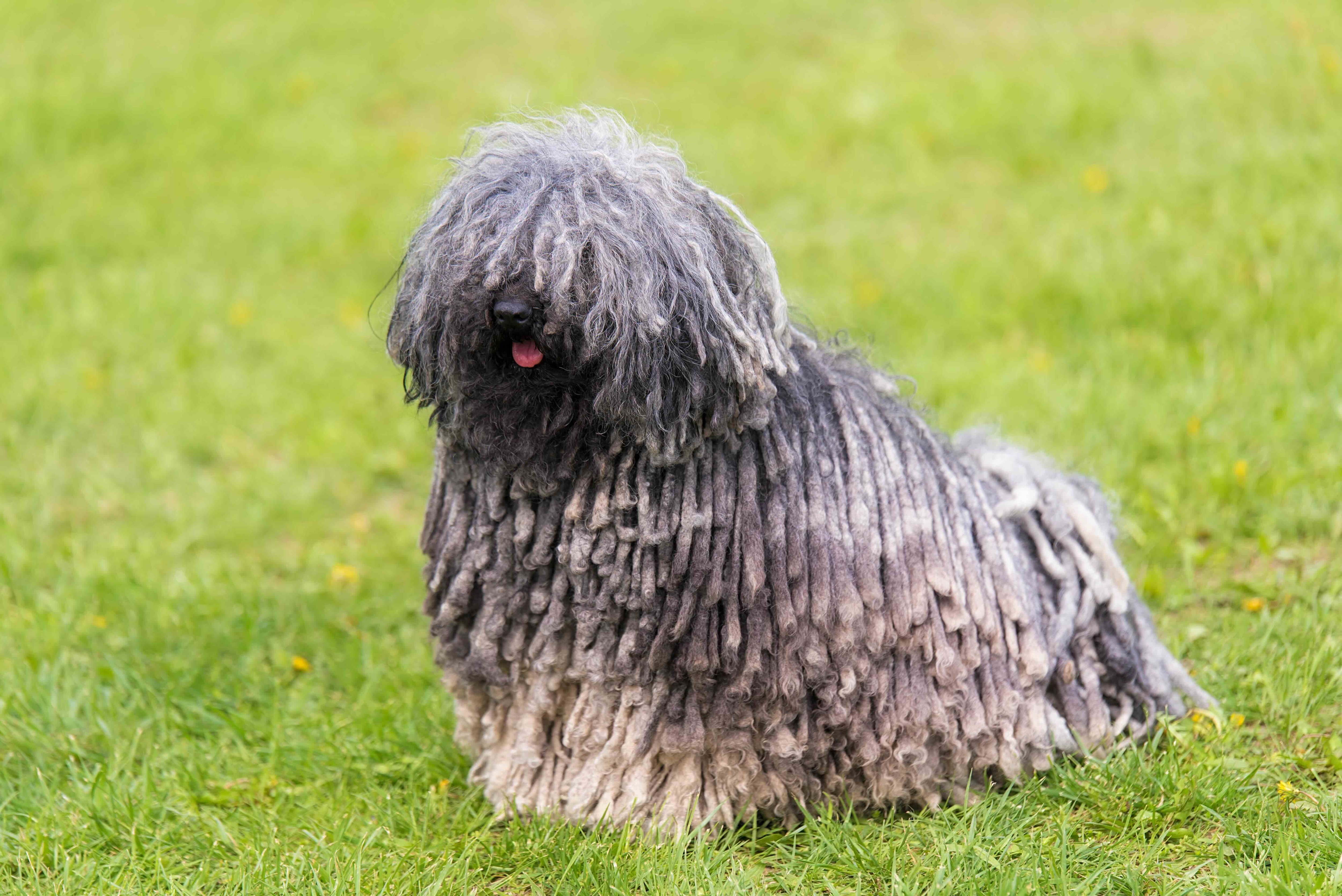 gray puli dog with cords sitting in green grass