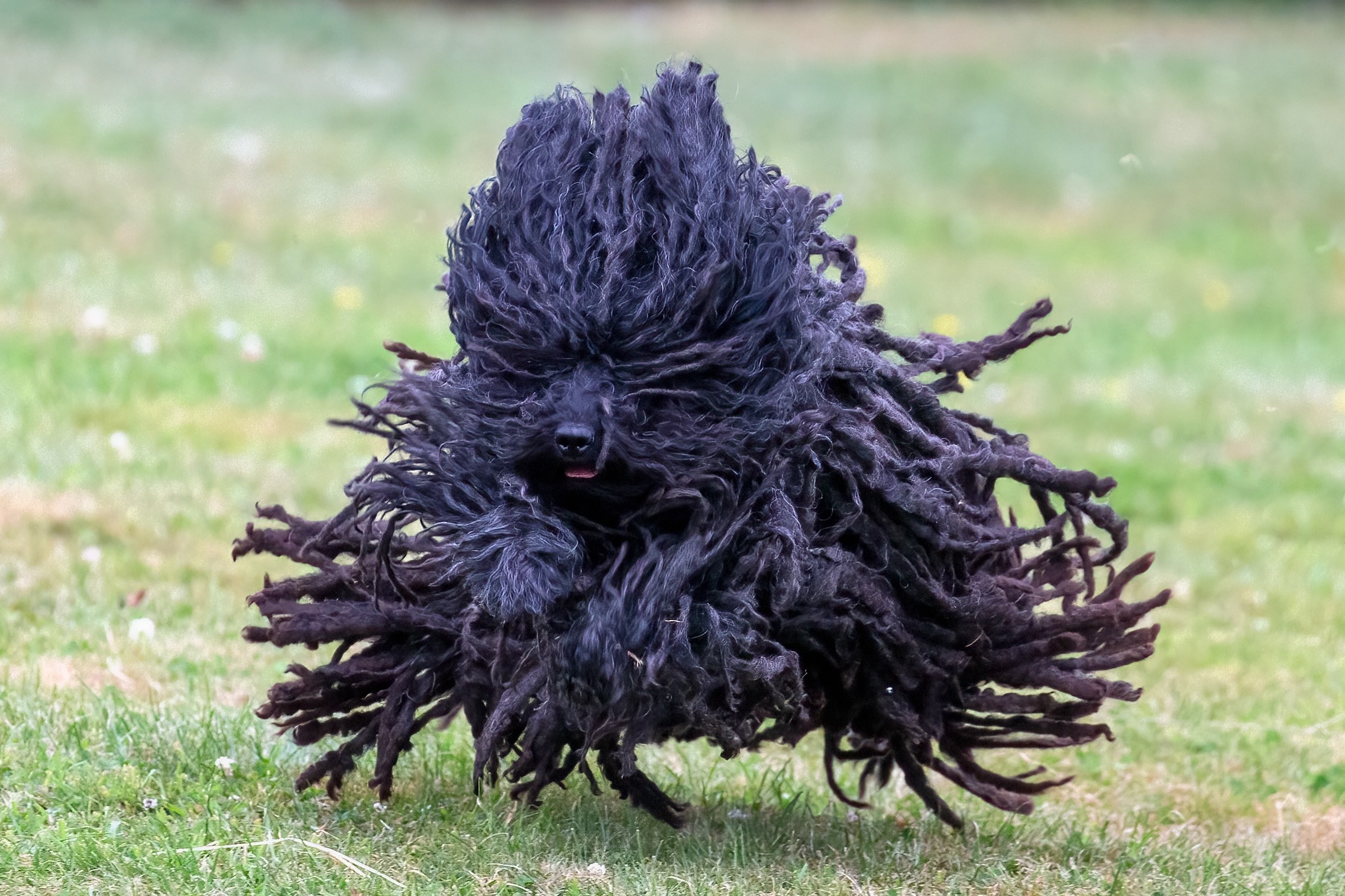 corded black puli dog running with fur flying everywhere like a mop