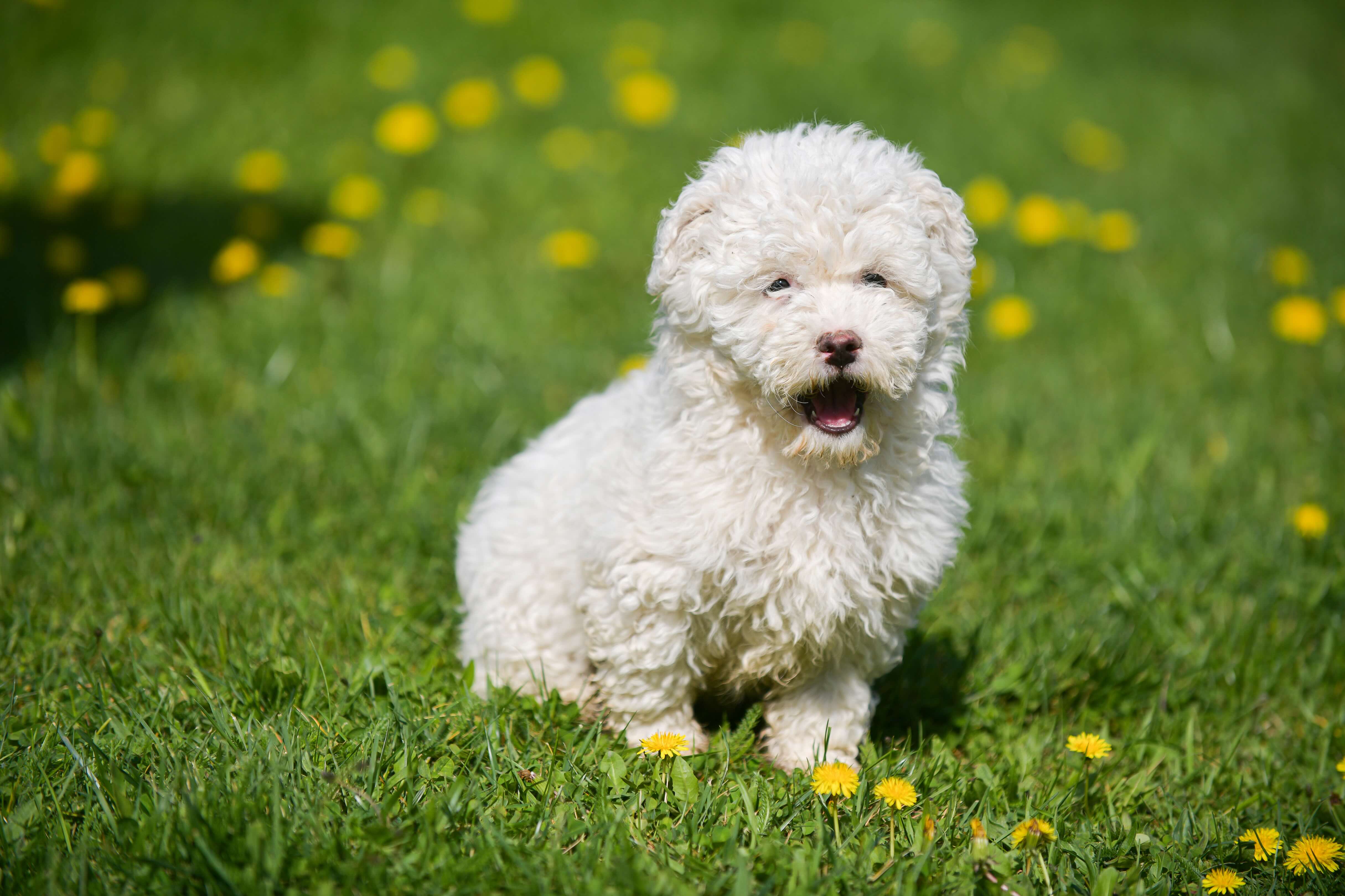 white puli puppy sitting in grass and smiling