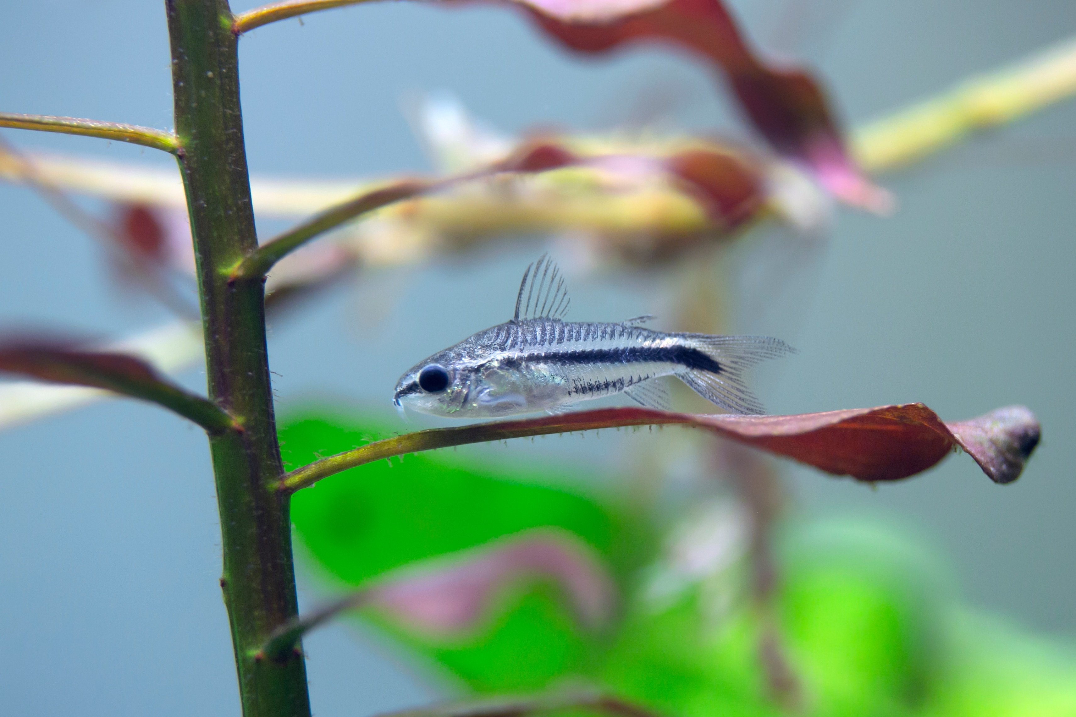 pygmy corydora