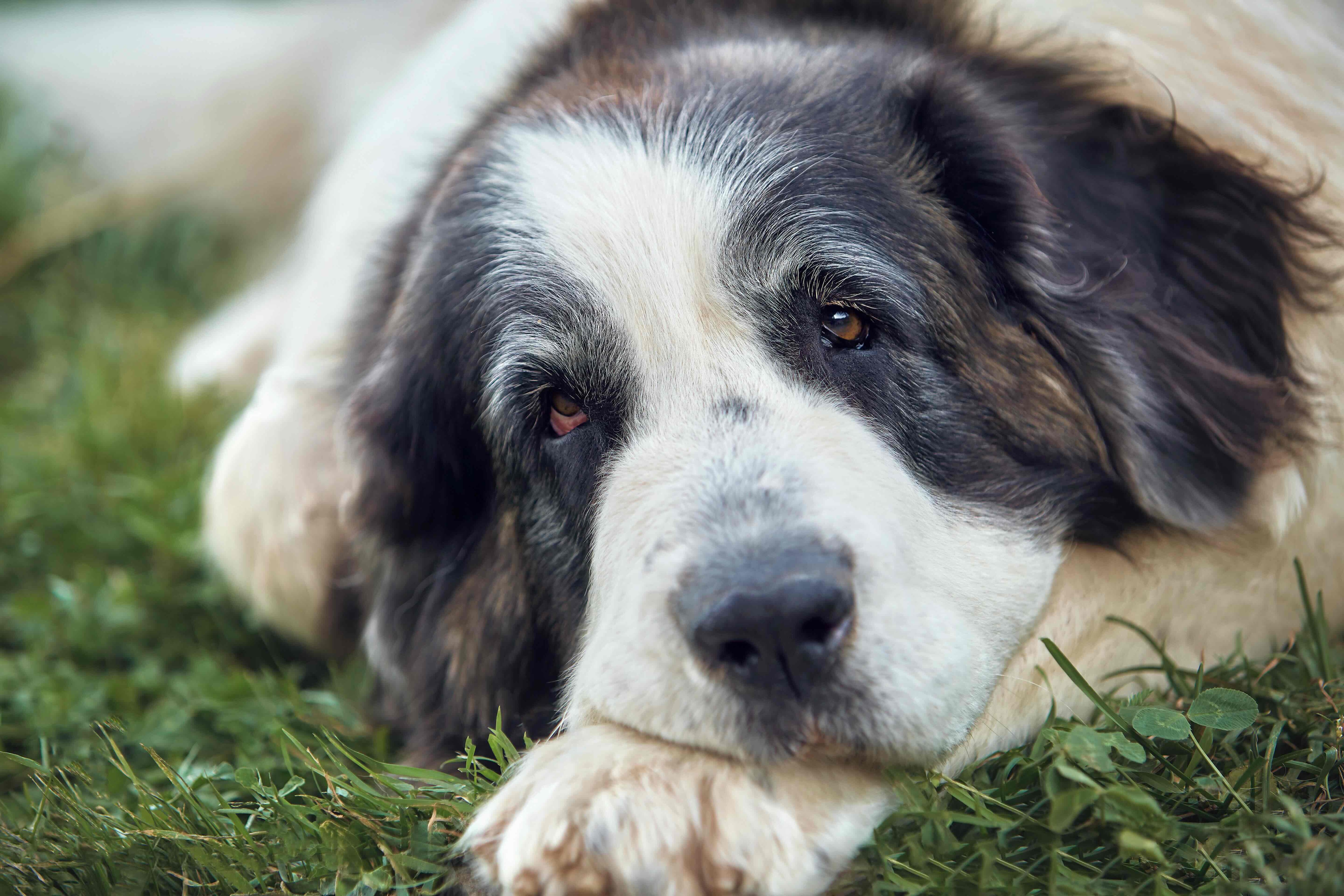 close-up of a pyrenean mastiff's head lying on his paws