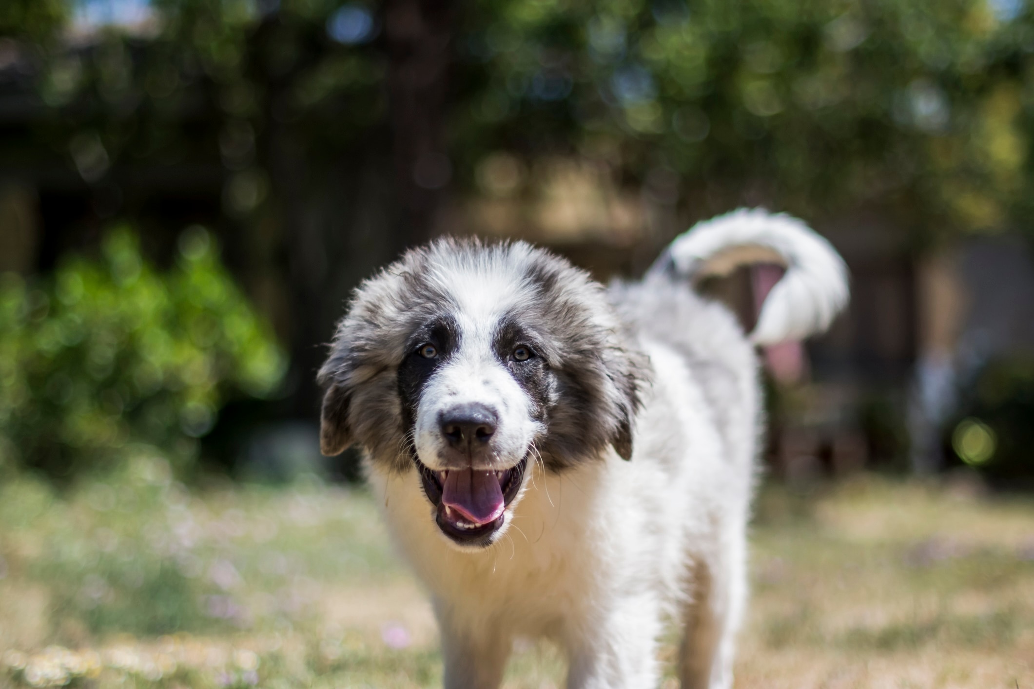 pyrenean mastiff puppy walking toward the camera