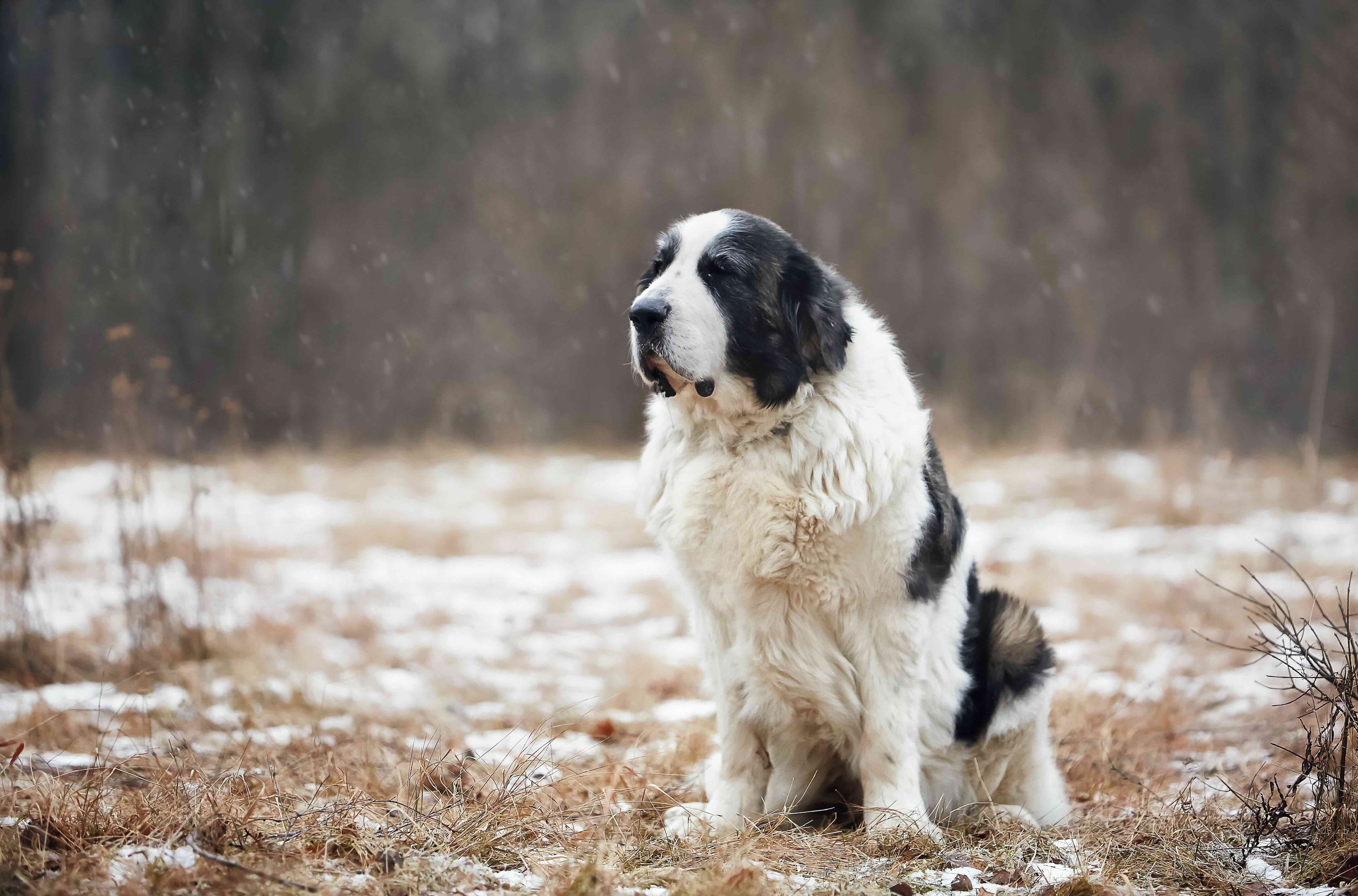 pyrenean mastiff sitting in the snow