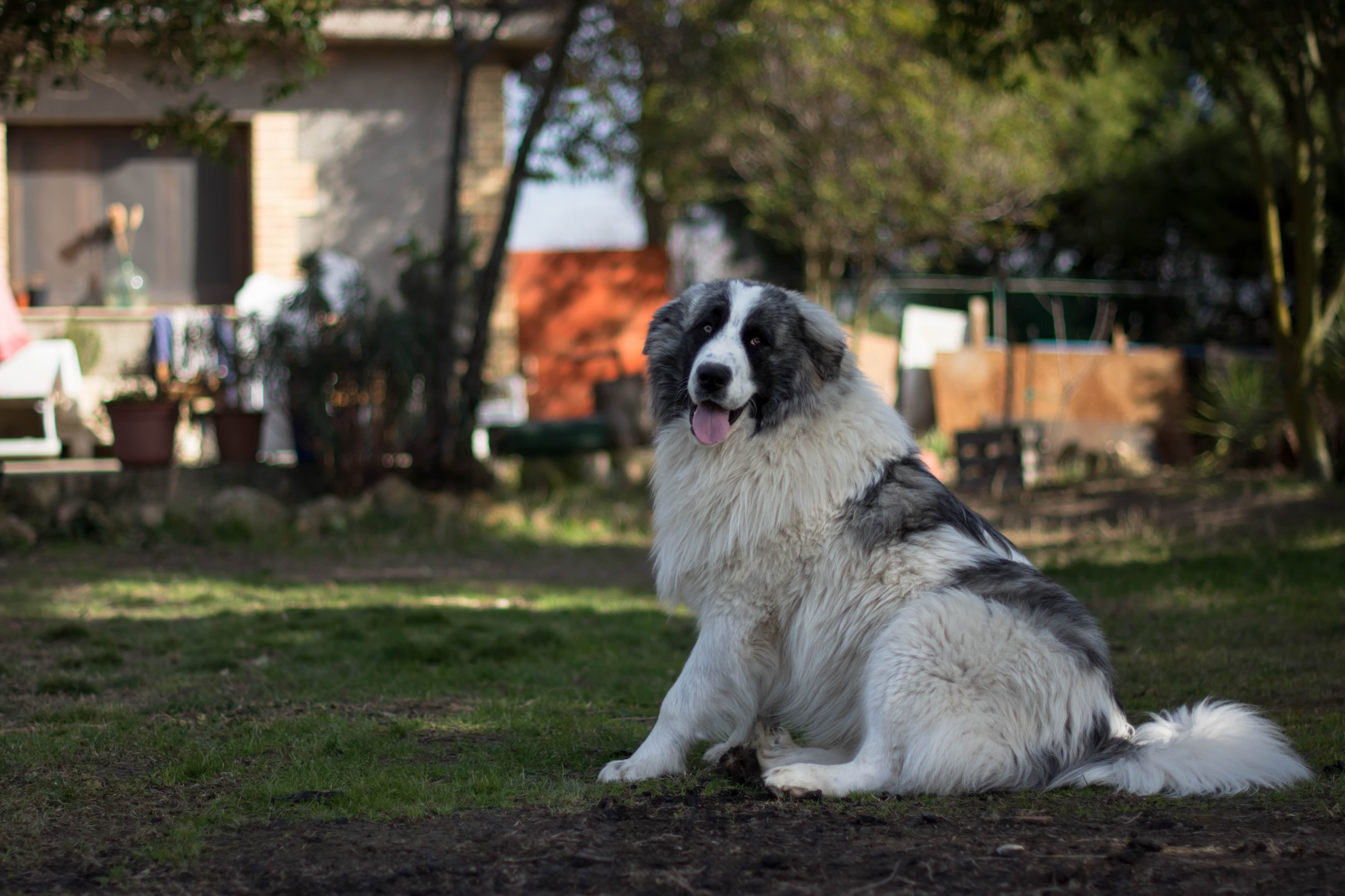 gray and white pyrenean mastiff sitting in a backyard