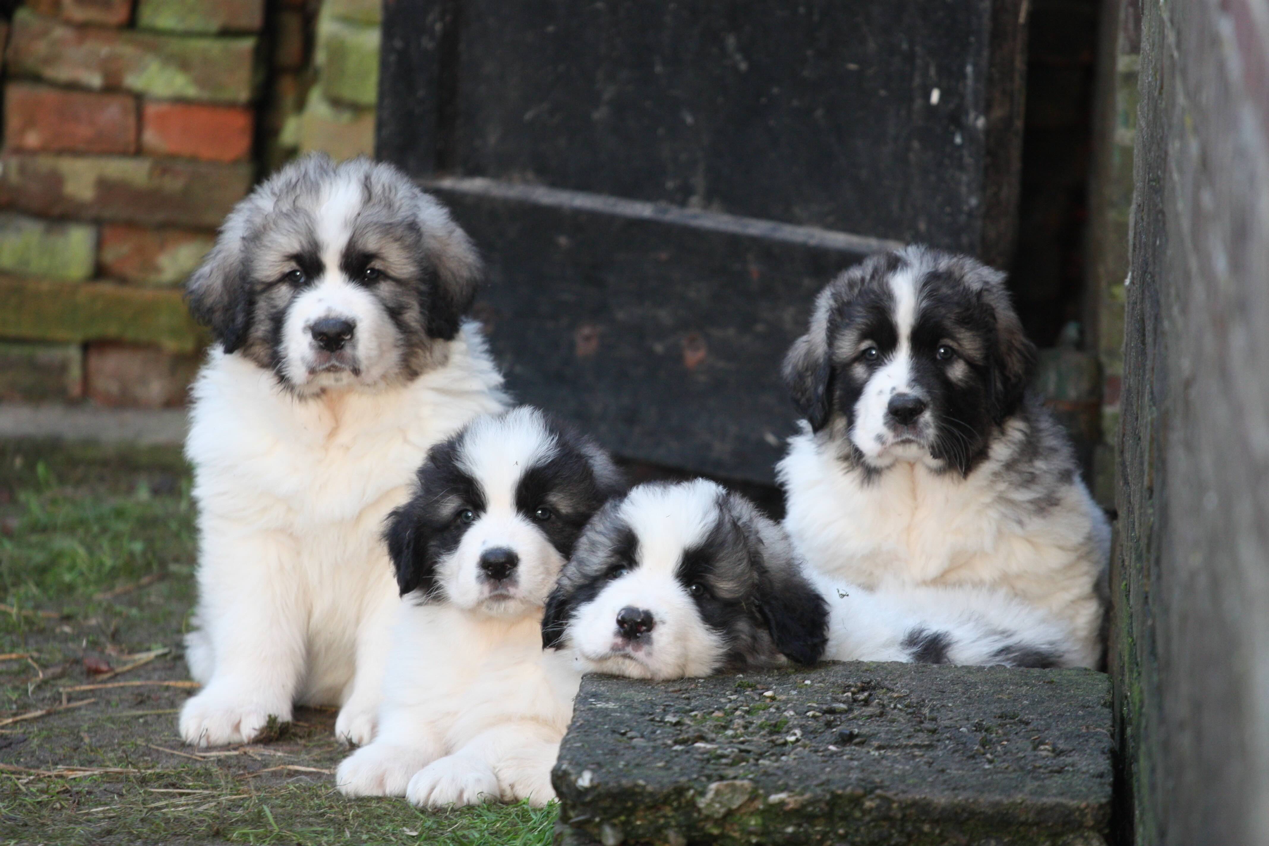 group of pyrenean mastiff puppies