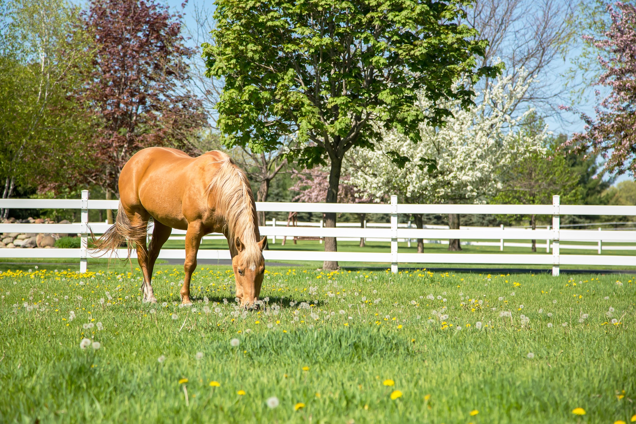 Quarter horse grazing