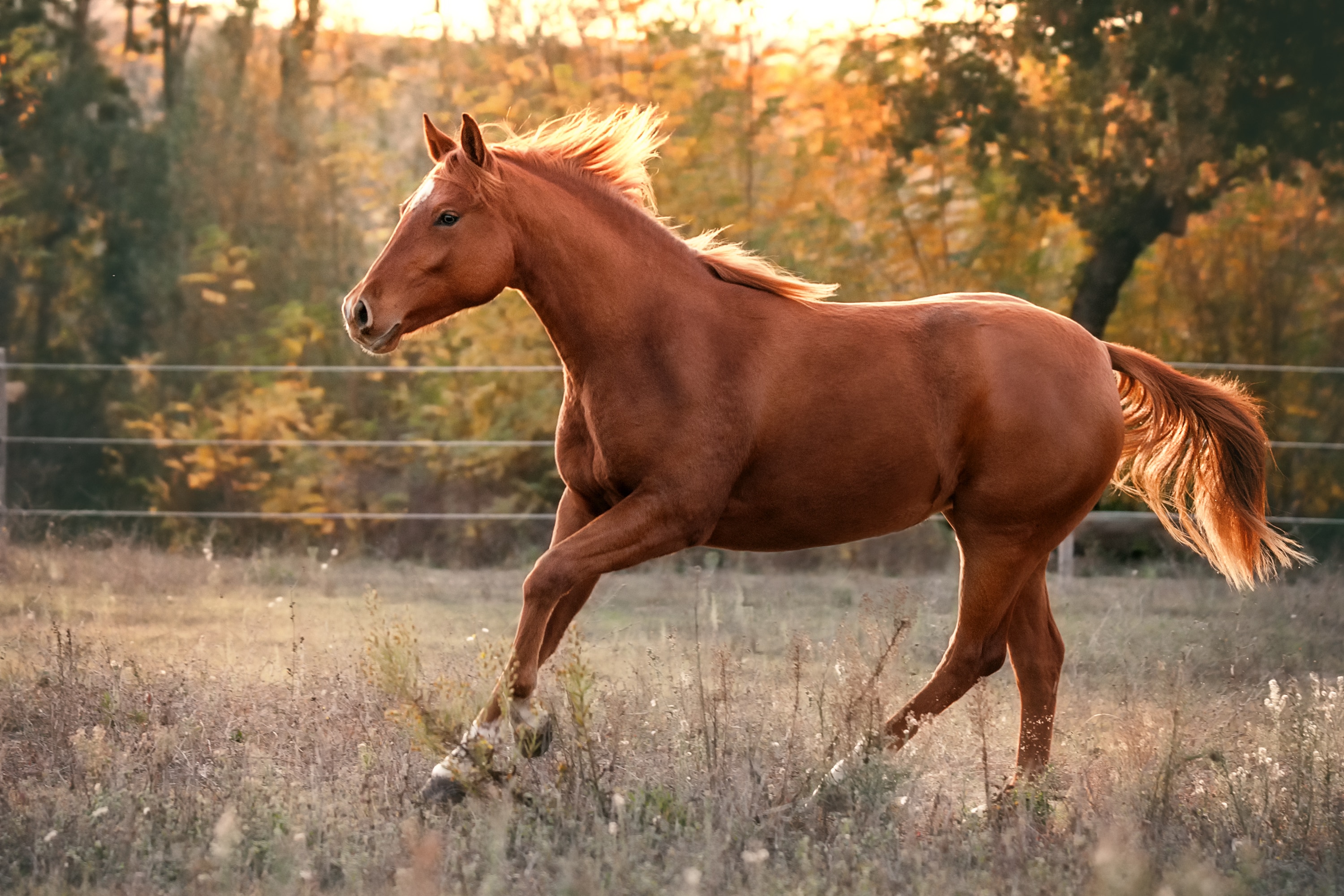 Quarter horse running in field