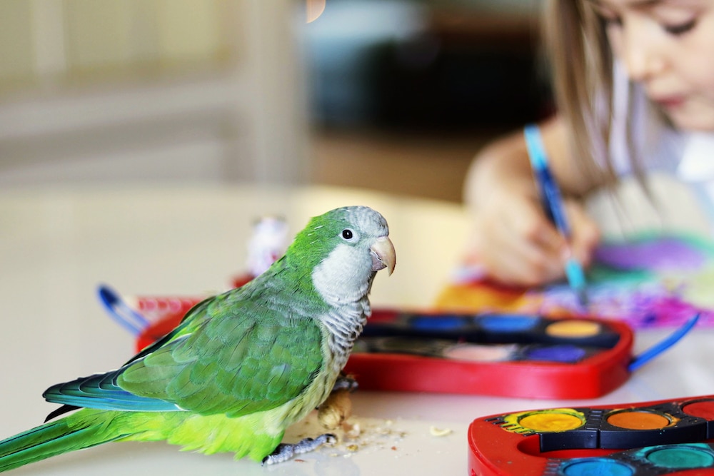 Quaker parakeet interacting with child