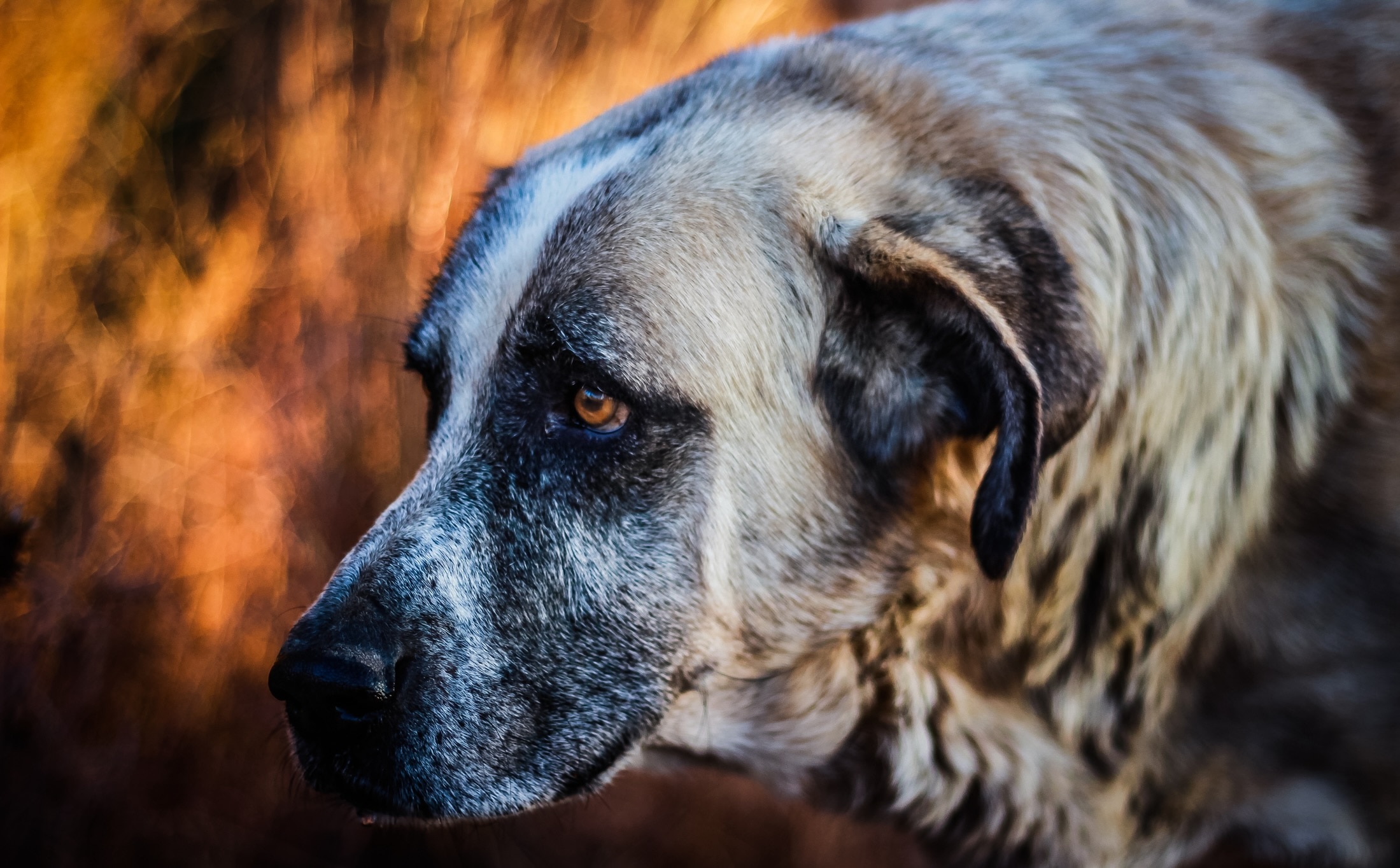 close-up of a rafeiro do alentejo dog's face