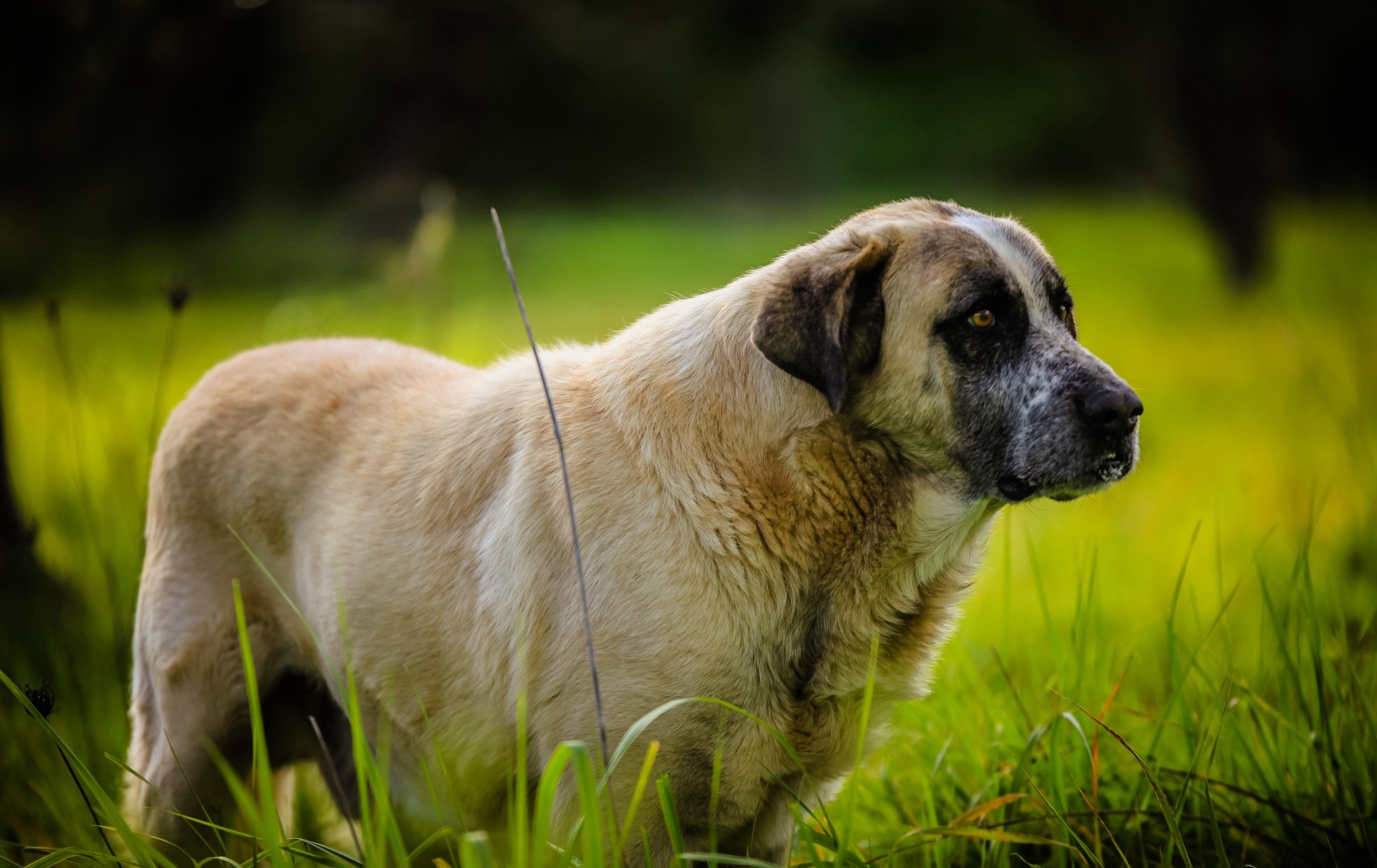 rafeiro do alentejo dog standing in a field