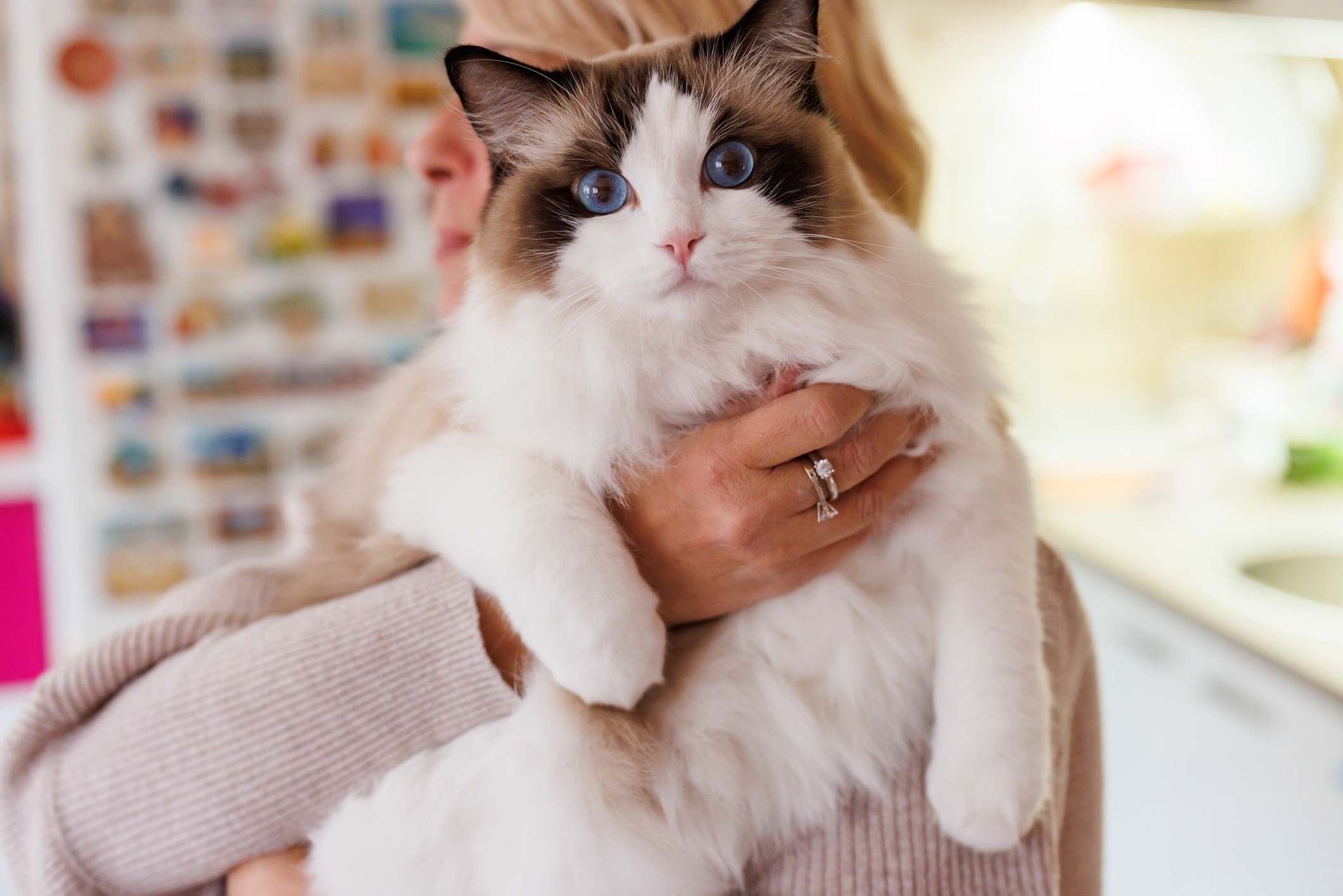 woman holding a ragdoll cat