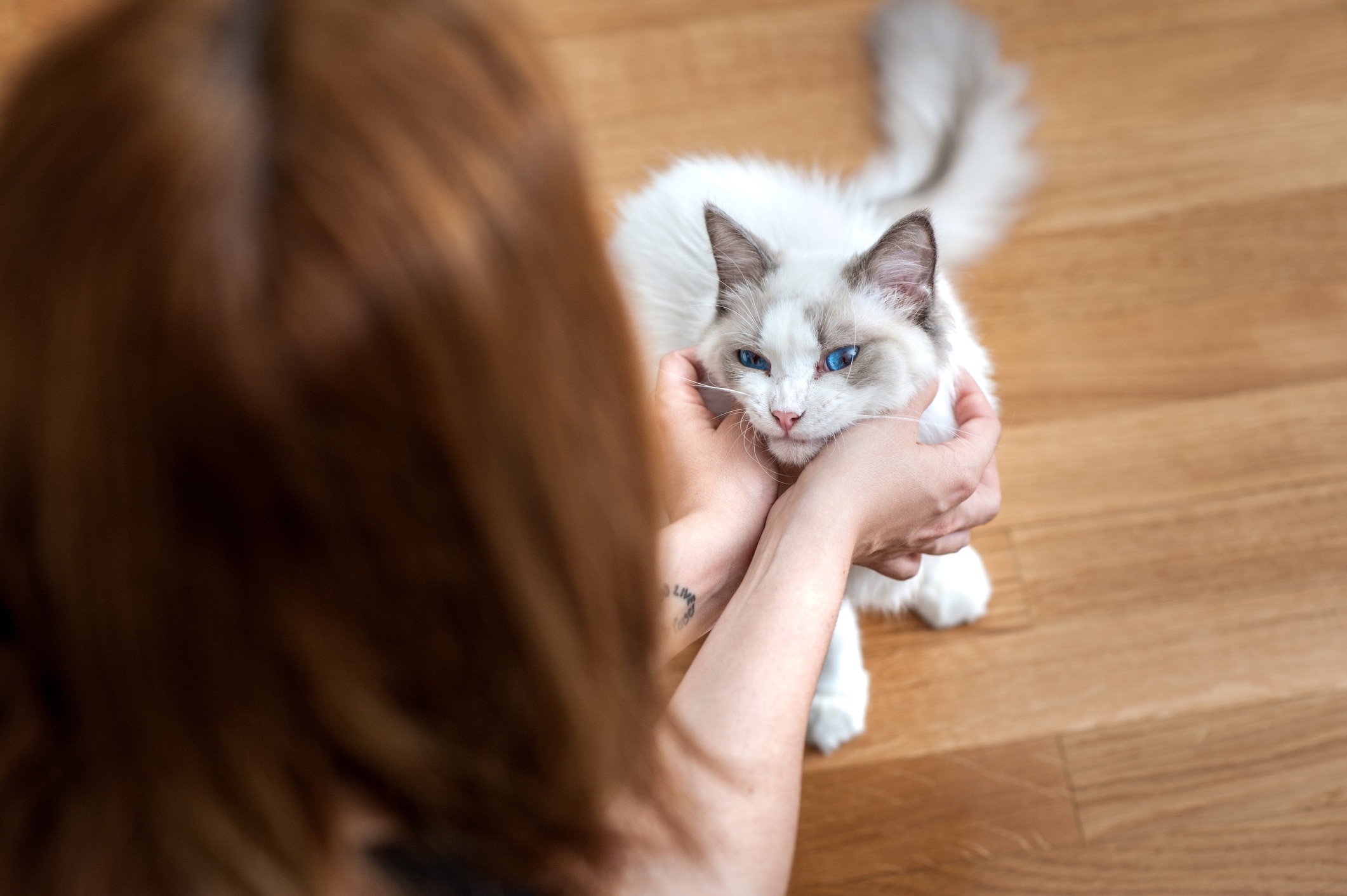 woman petting a ragdoll cat's cheeks