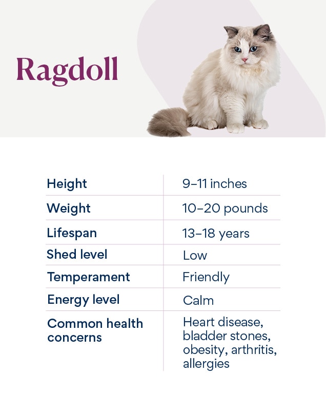 Different types of sales ragdoll cats