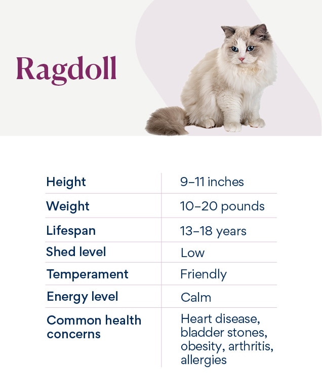 chart depicting a ragdoll cat's characteristics