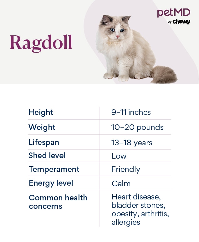 Ragdoll Cat Breed Health and Care PetMD