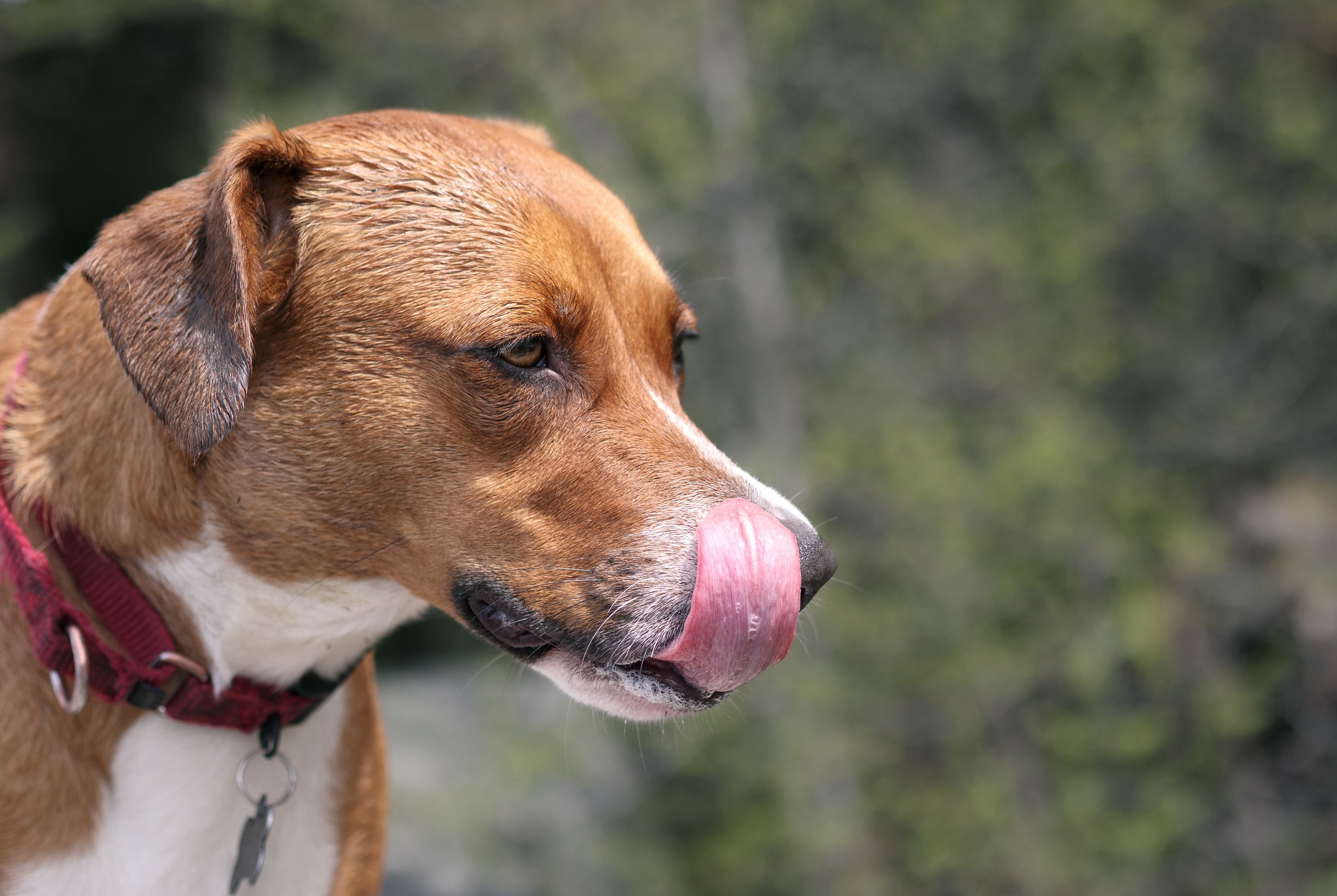 close-up of a brown and white harrier dog