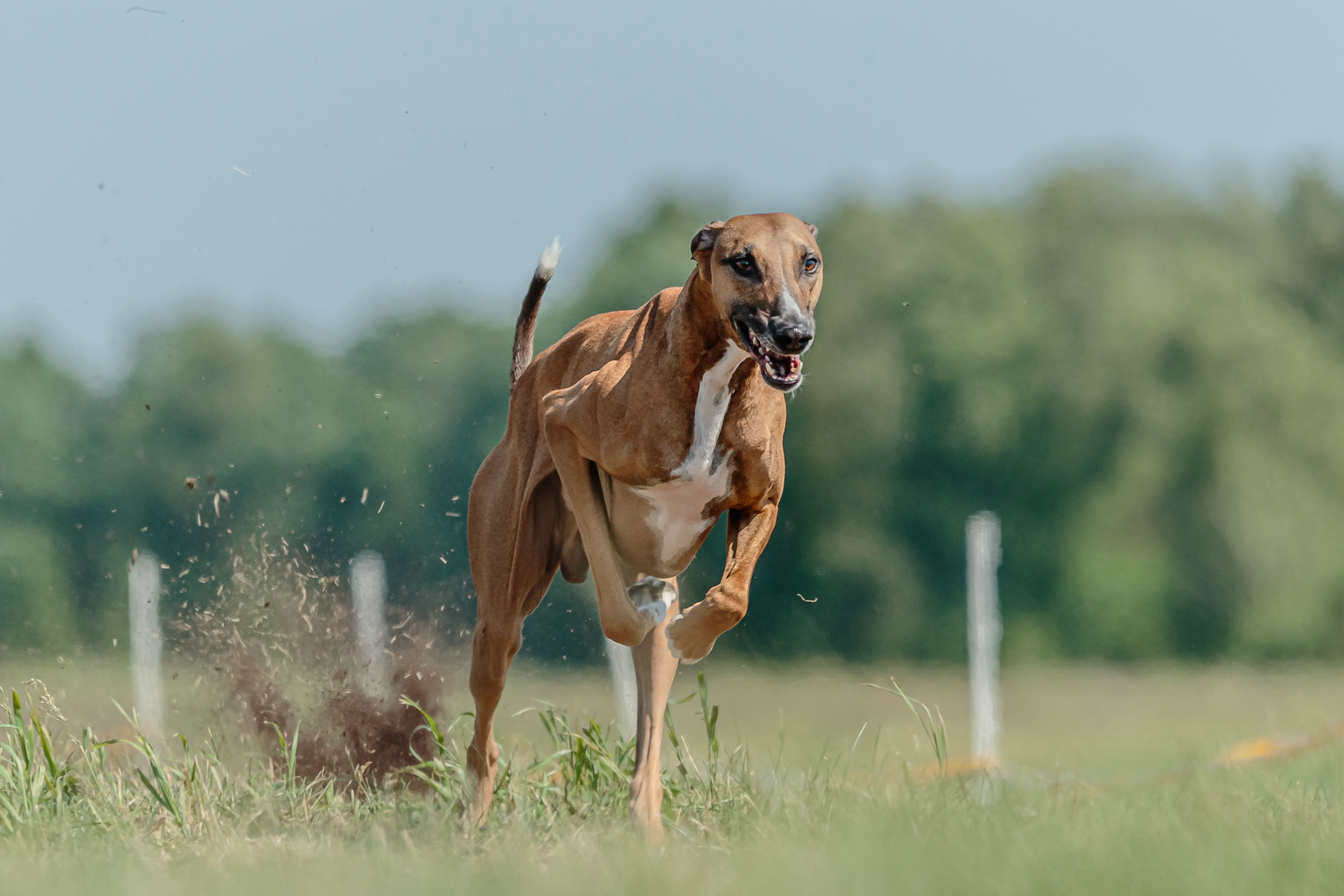 red and white azawakh dog running an agility course