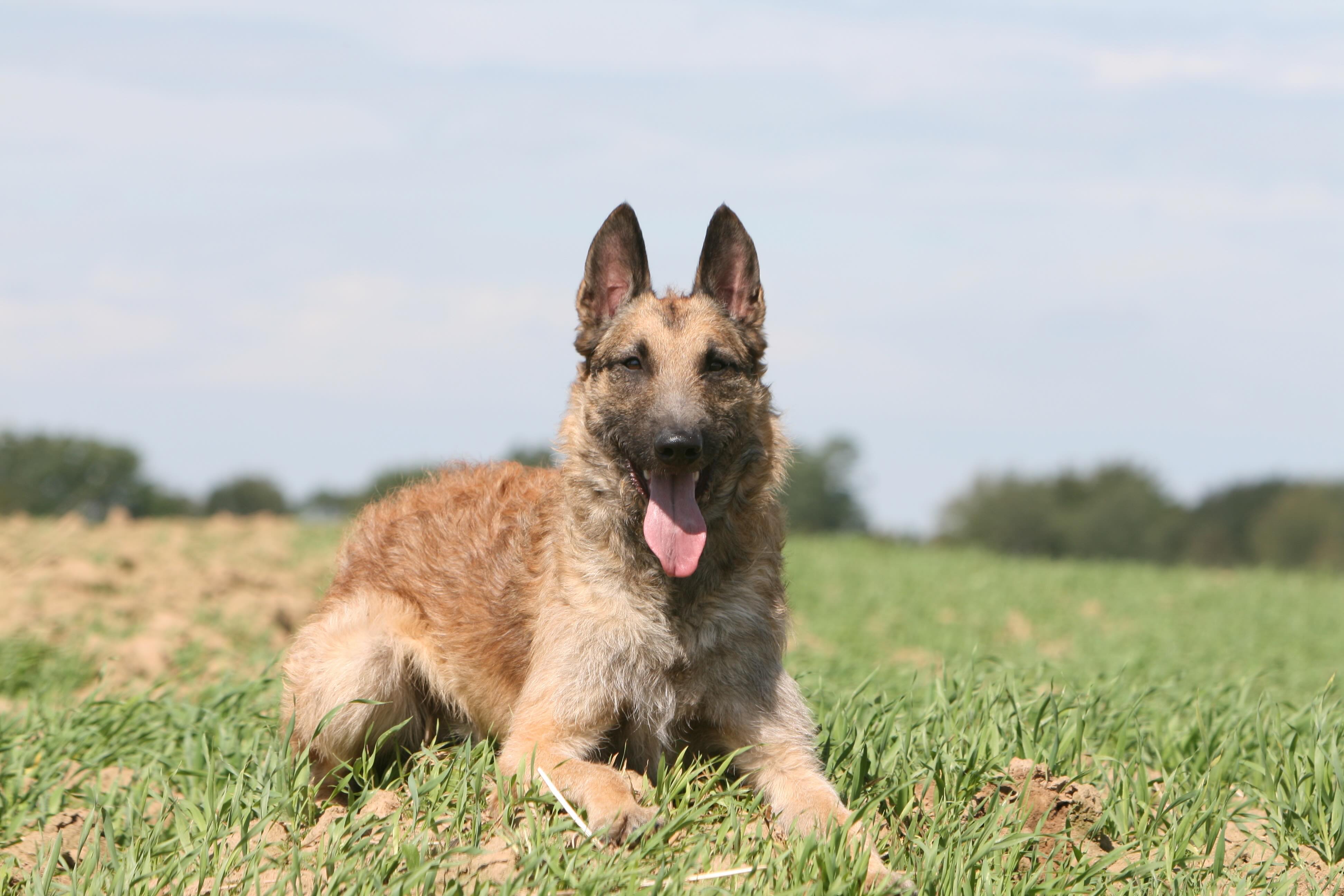 curly-coated belgian laekenois dog lying down in grass with his tongue hanging out