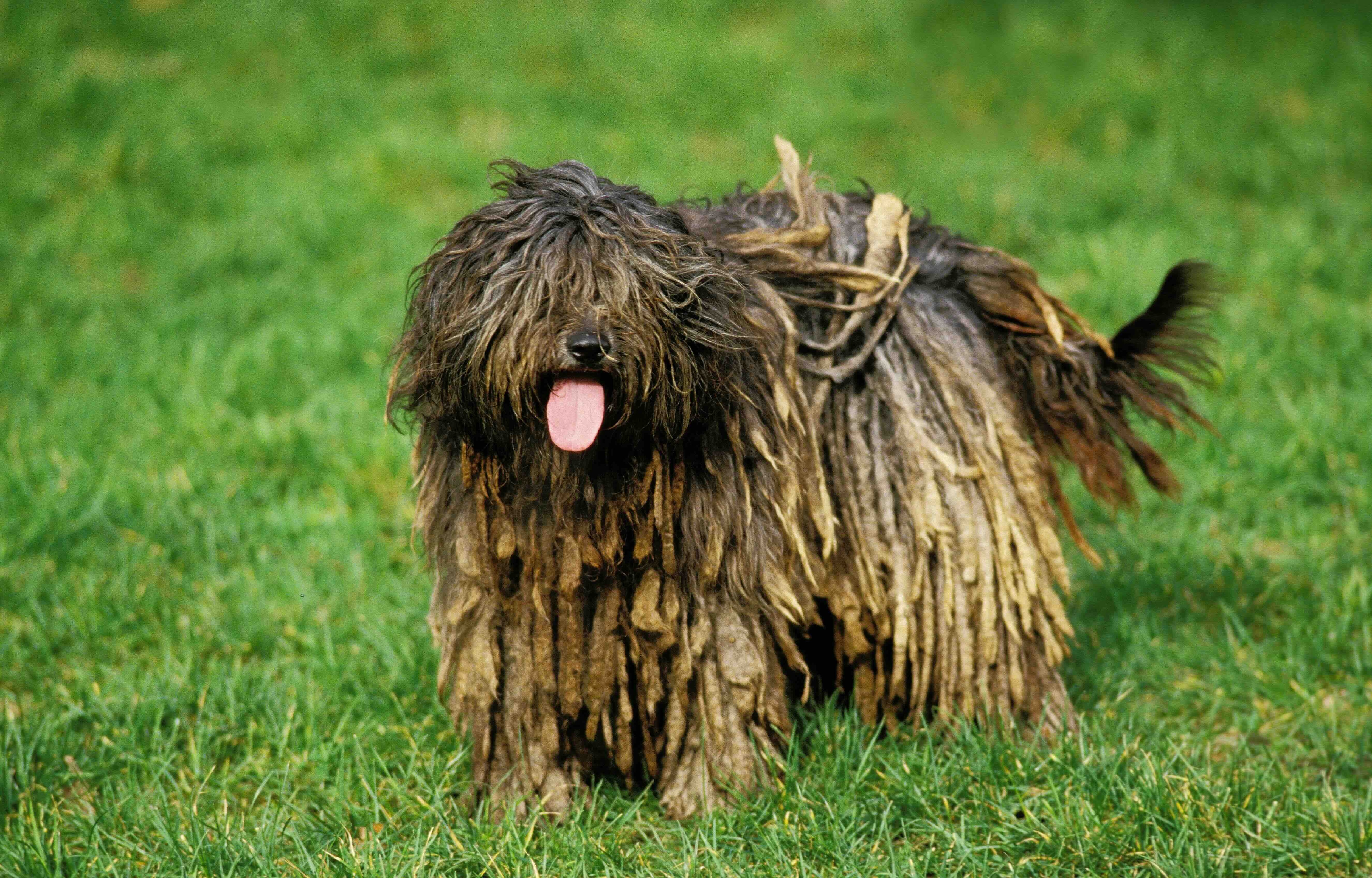 brown bergamasco shepherd dog with cords standing in grass with his tongue out