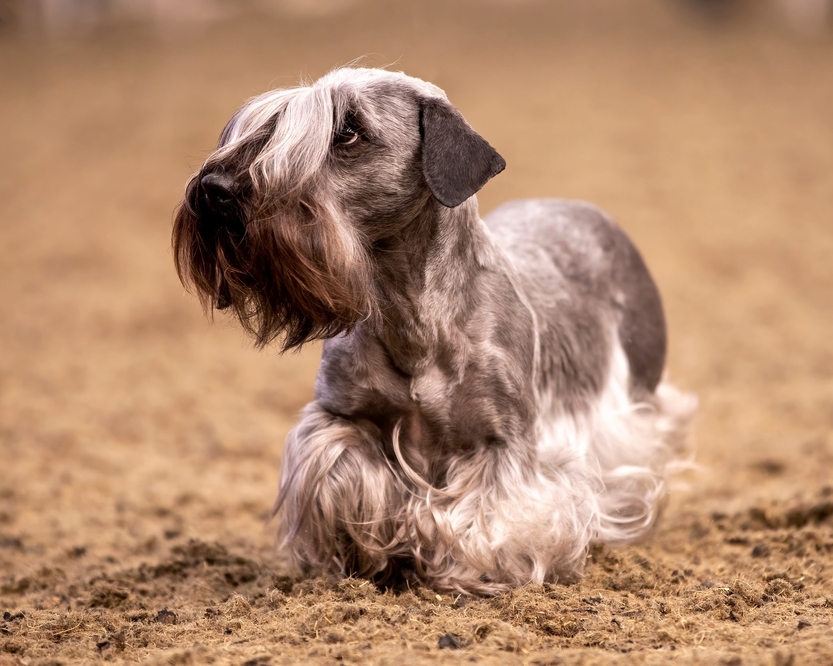 gray cesky terrier with long head hair looking up nervously