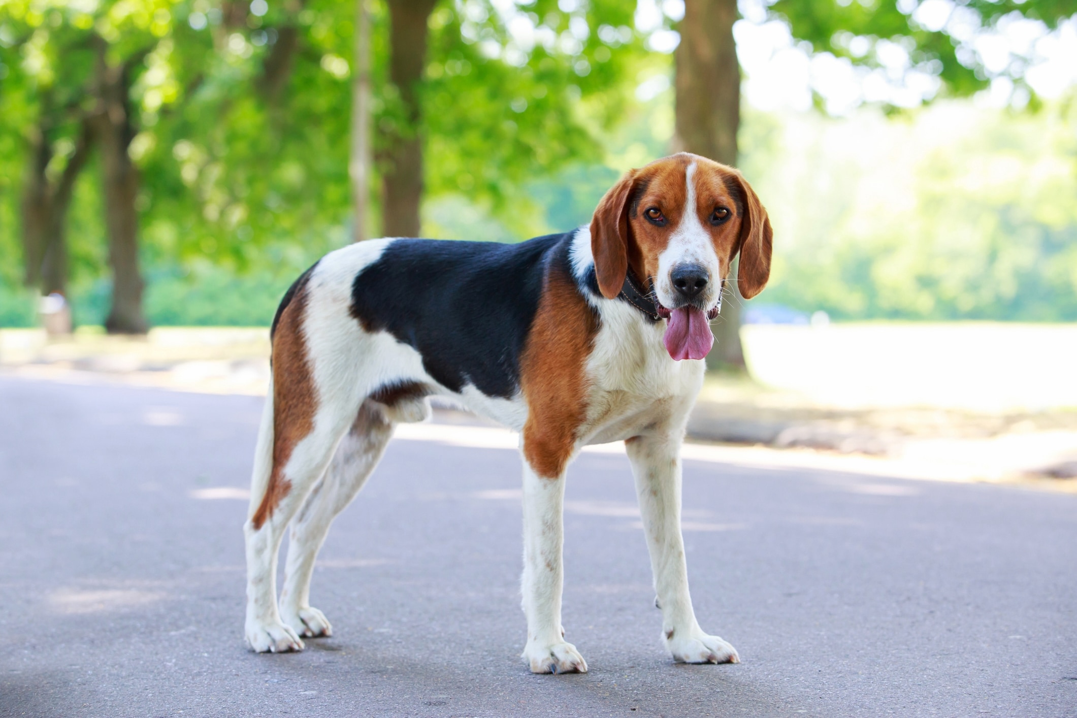 tricolor english foxhound standing on pavement