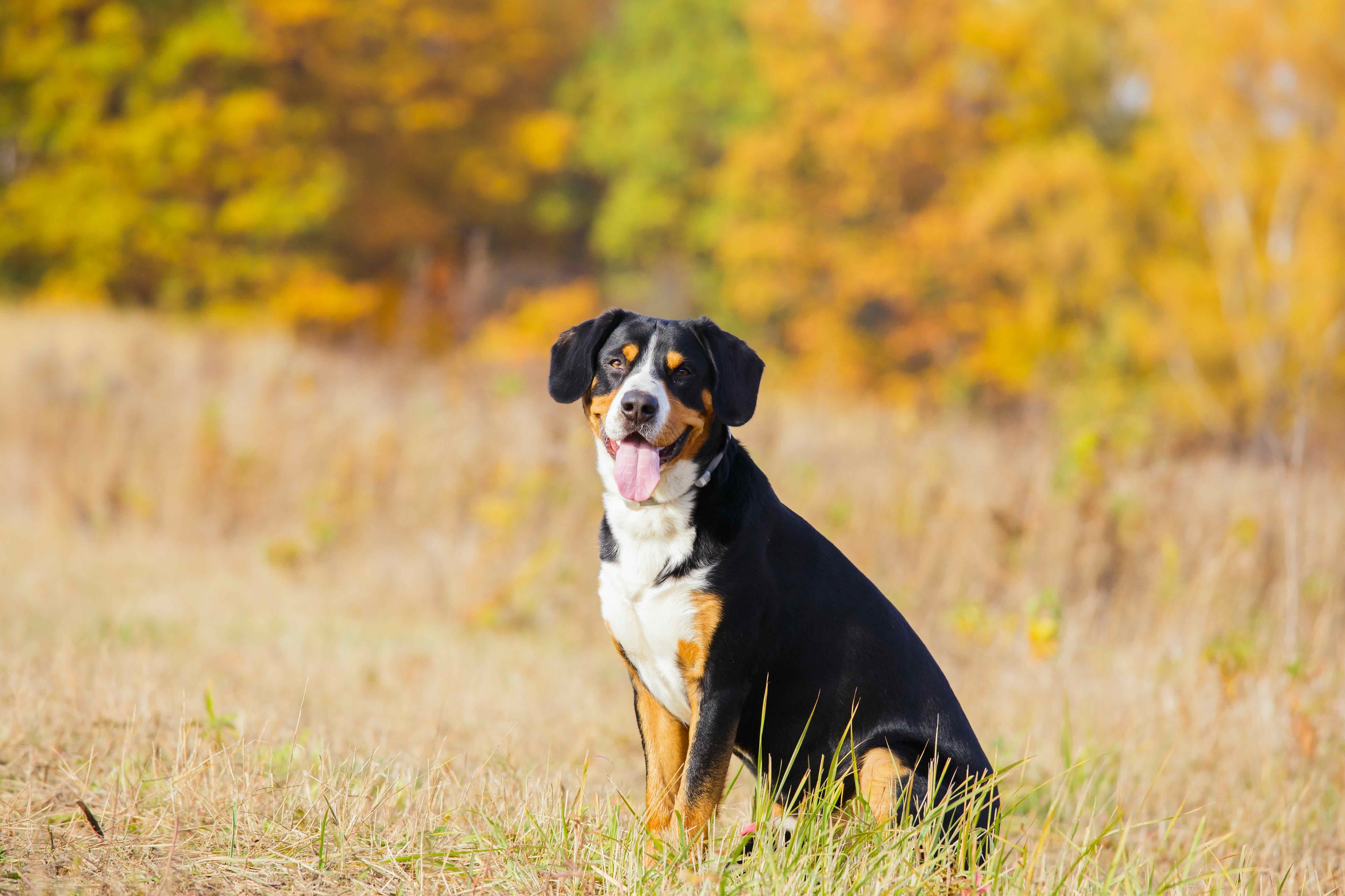 entlebucher mountain dog sitting in autumn grass