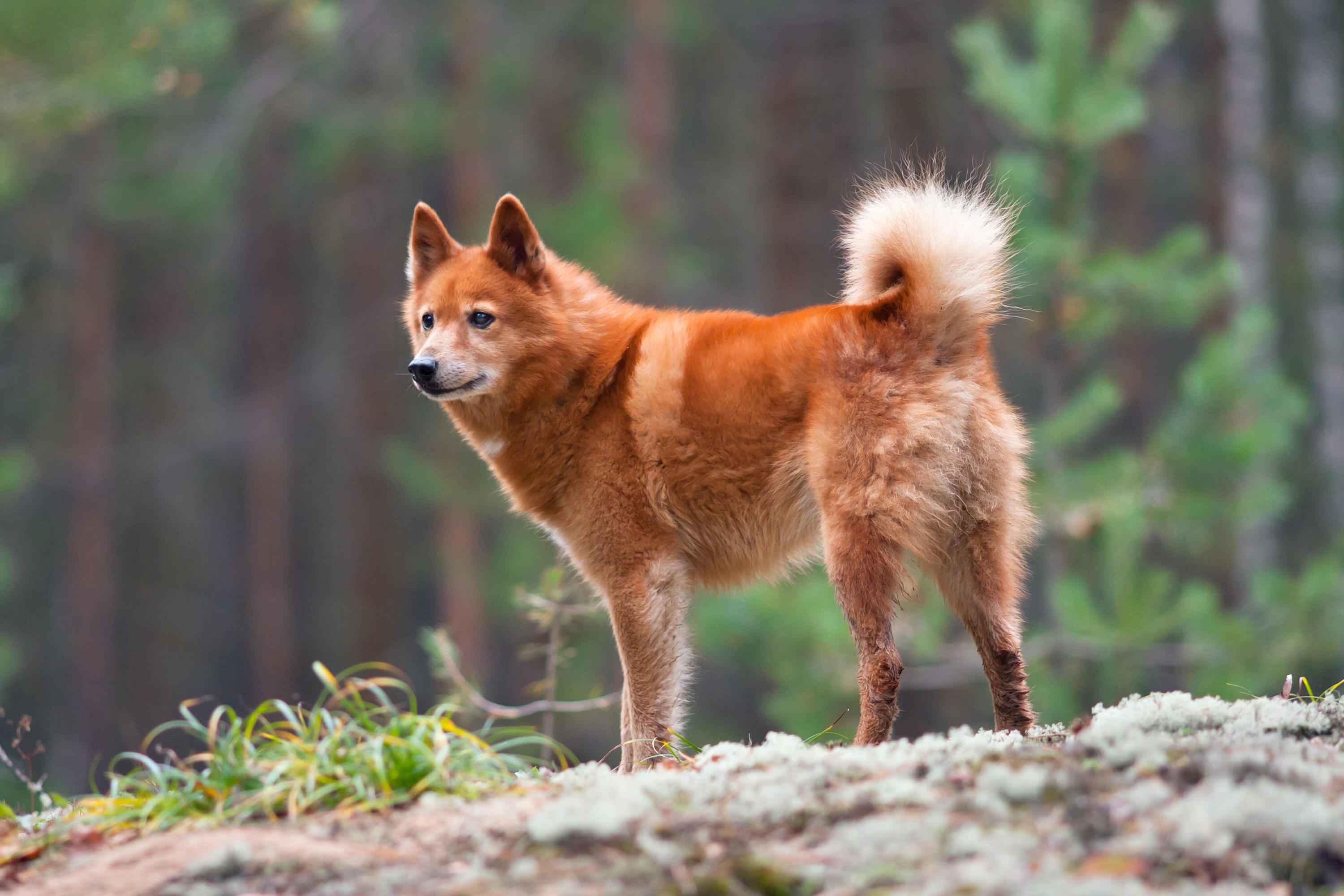 red finnish spitz on a hike