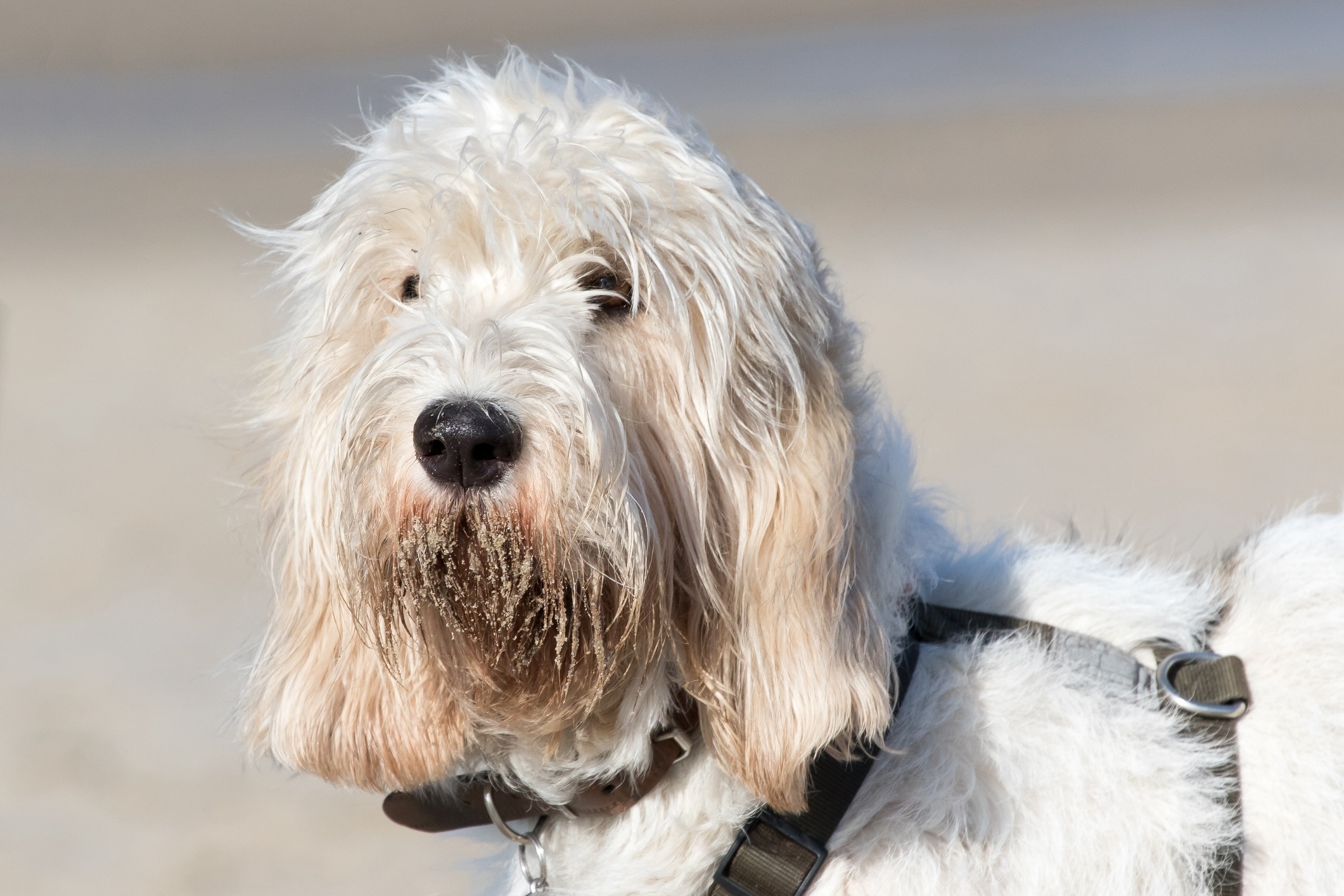 close-up of a grand basset griffon vendeen with sand in his beard
