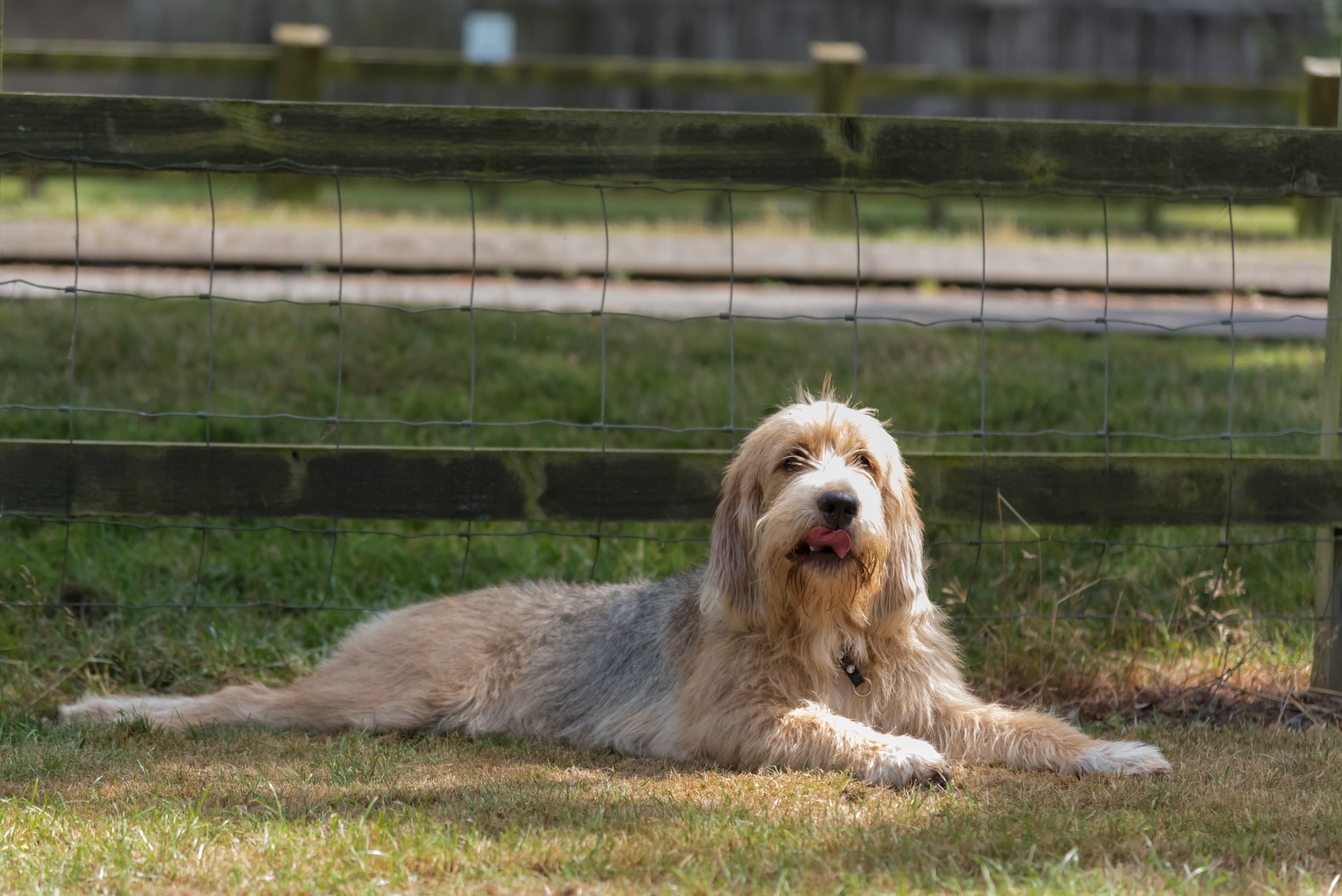 otterhound lying down in front of a fence