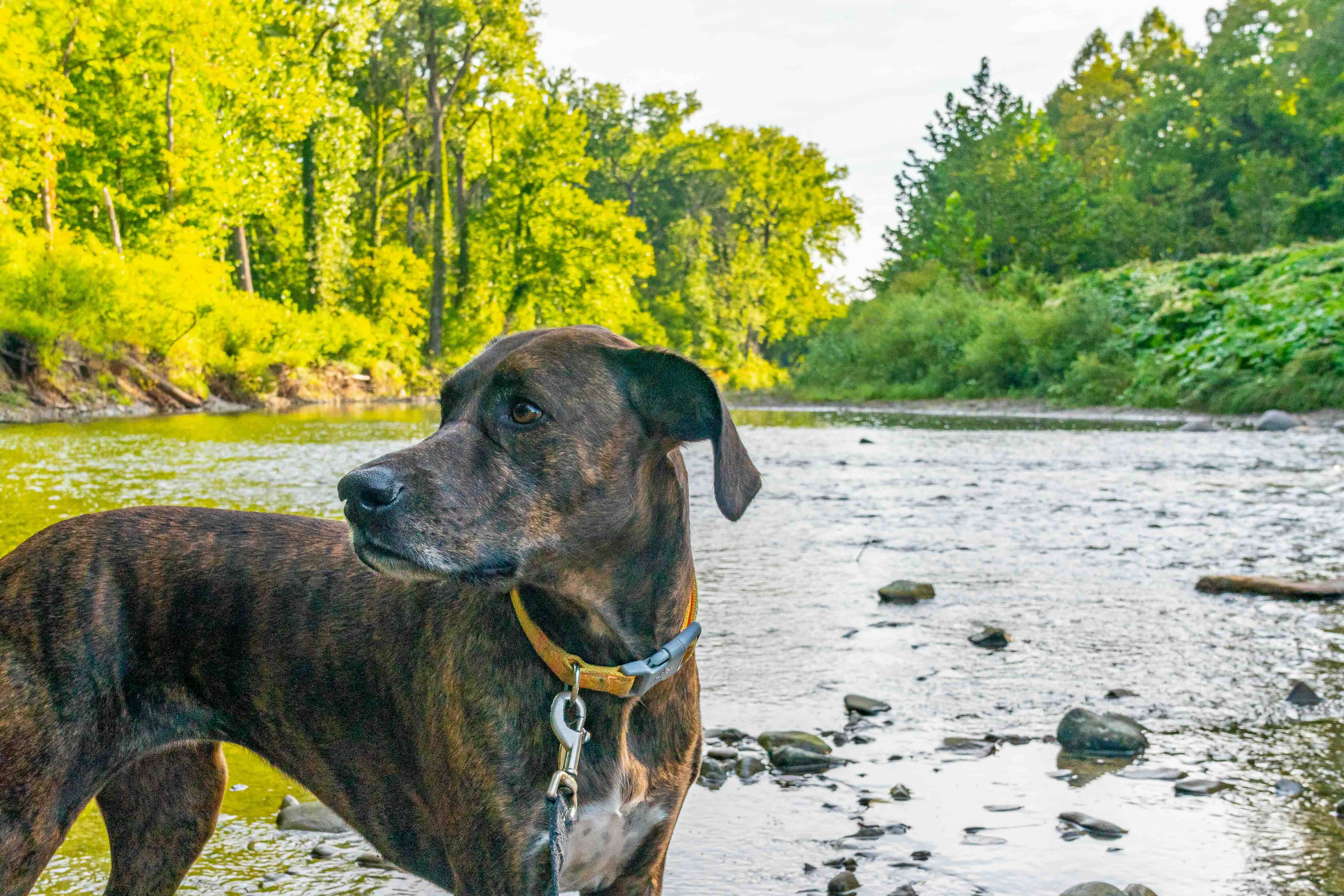 brindle plott hound standing in front of a river
