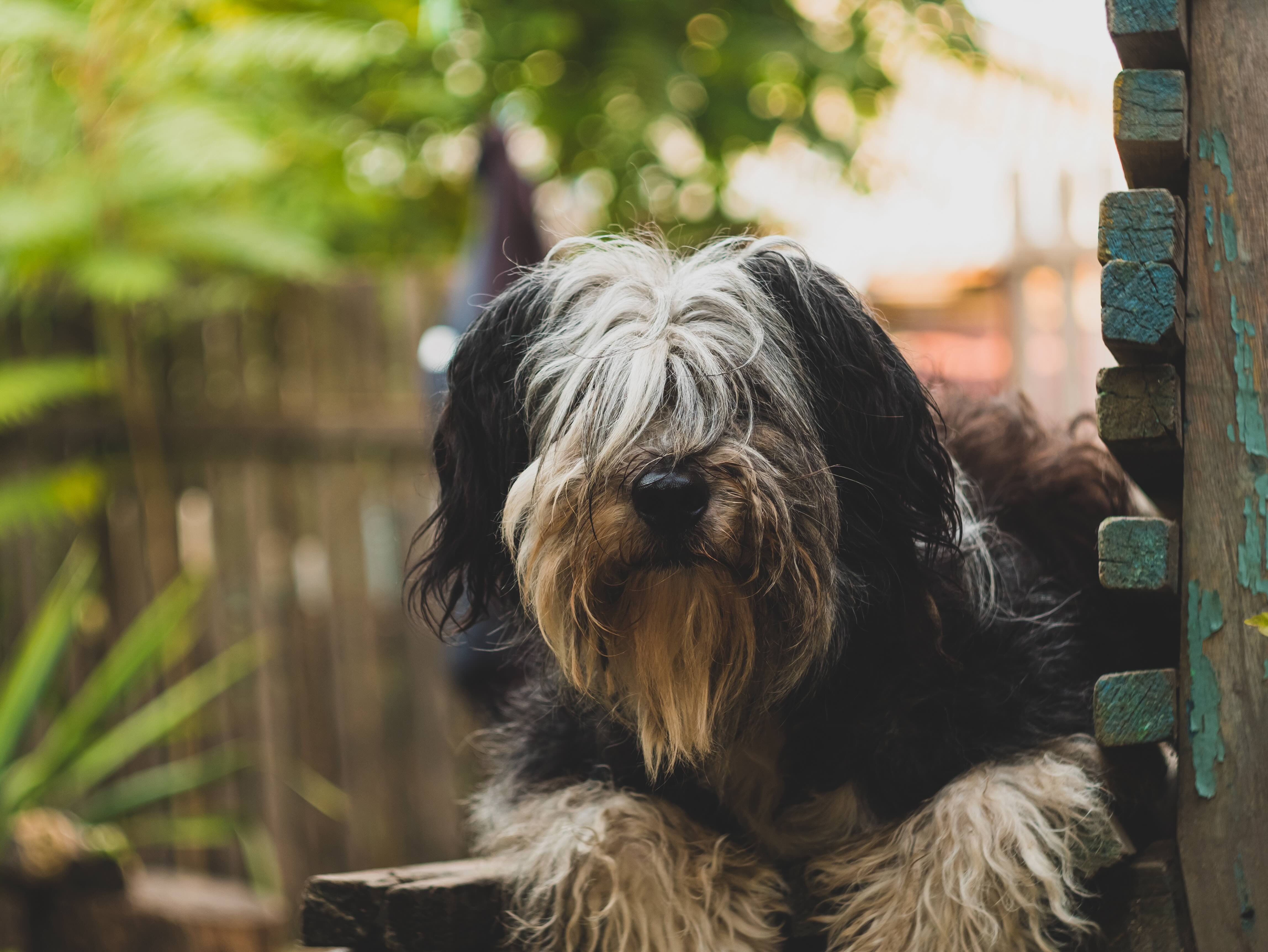 close-up of a scruffy black and white polish lowland sheepdog looking over a fence