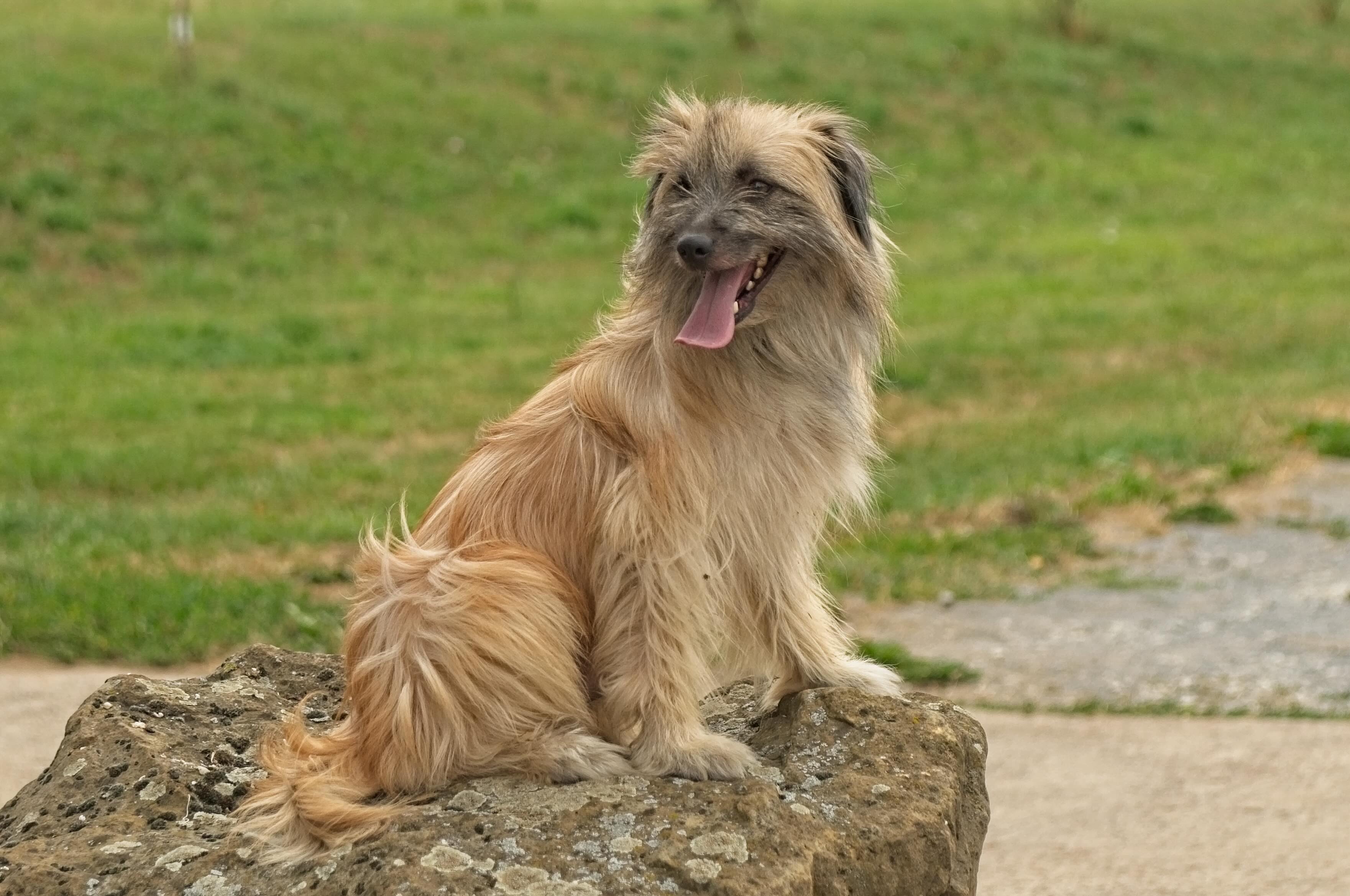 longhaired pyrenean shepherd sitting on a rock